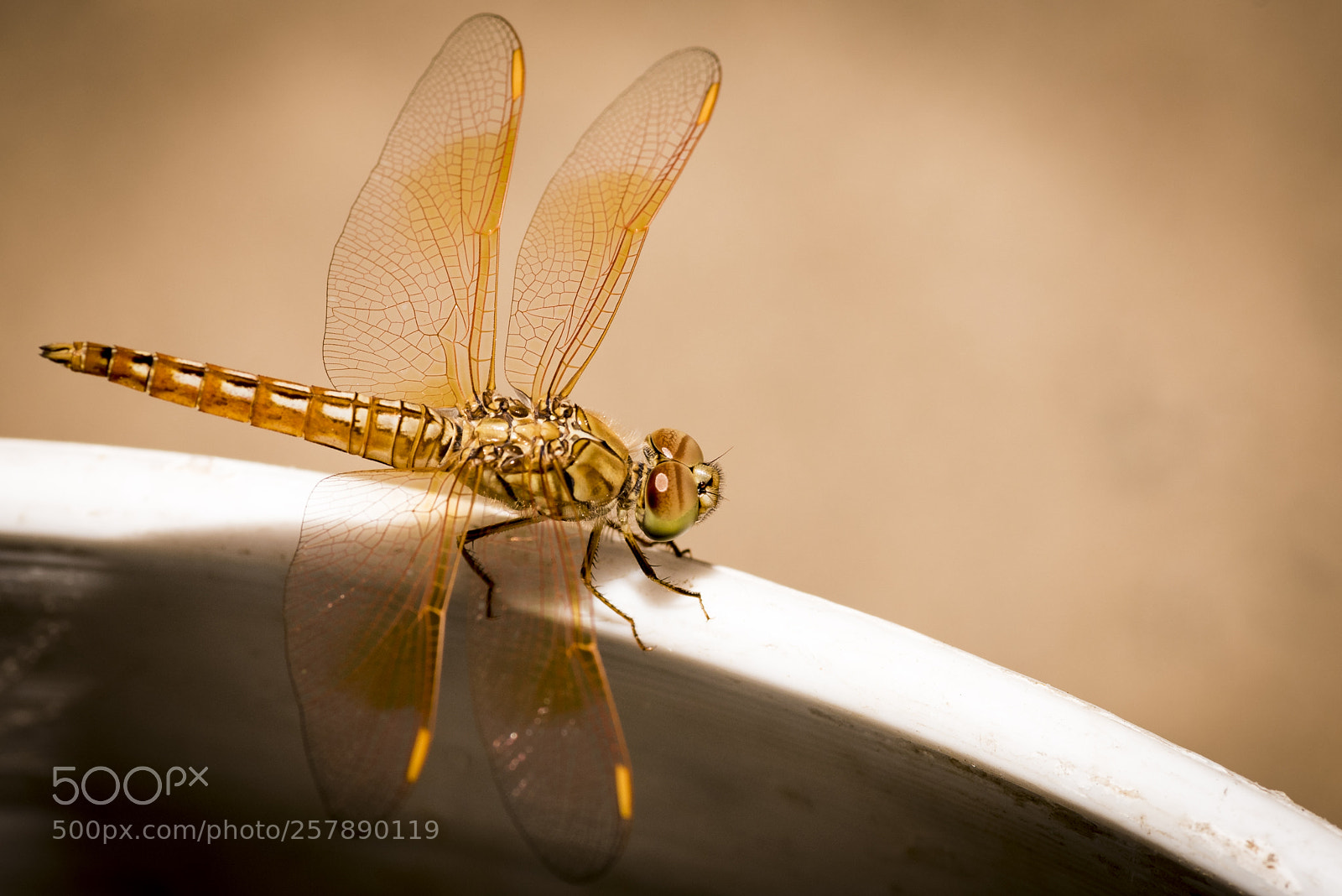 Nikon D750 sample photo. Orange dragonfly photography
