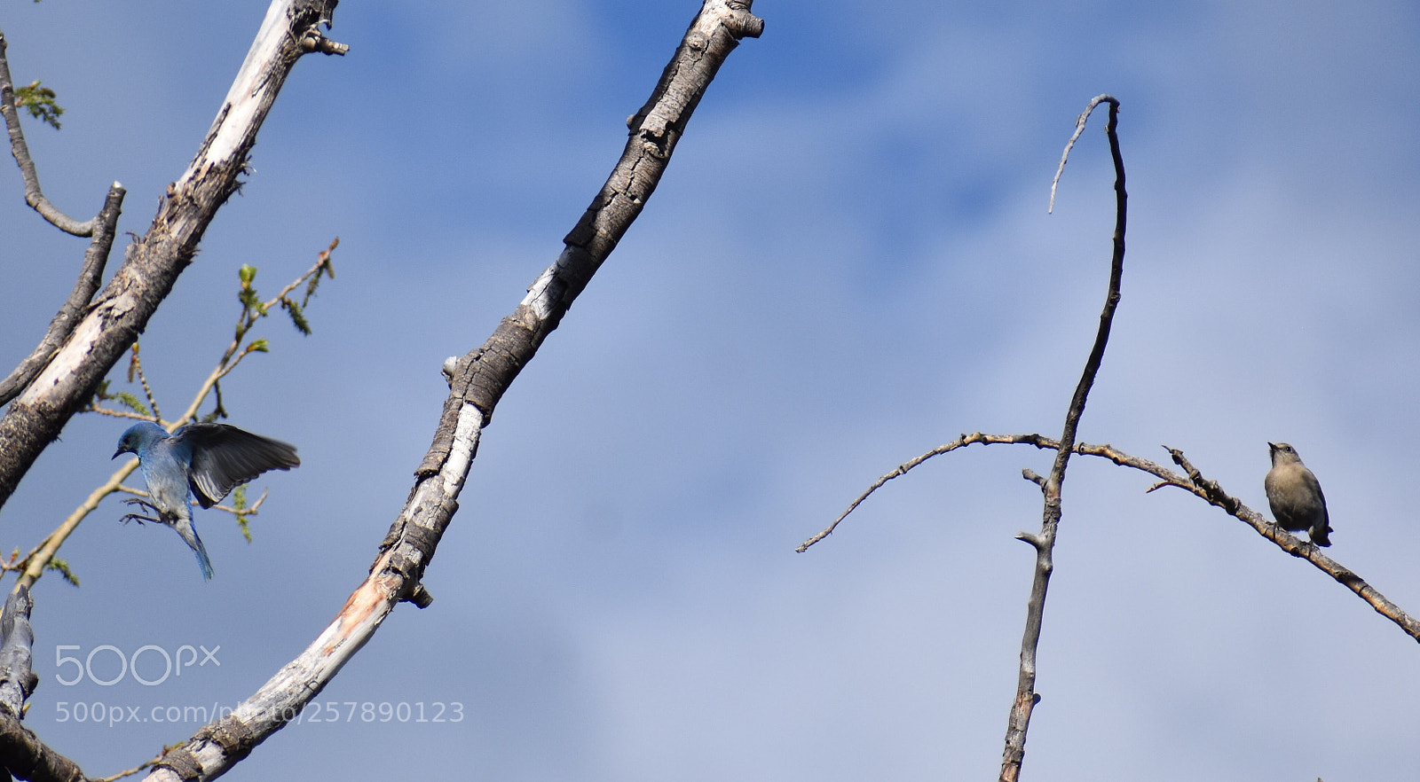 Nikon D3400 sample photo. Aspen tree photography