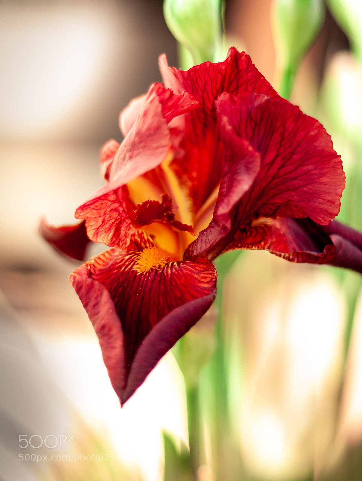 Canon EOS 50D sample photo. Schwertlilie photography