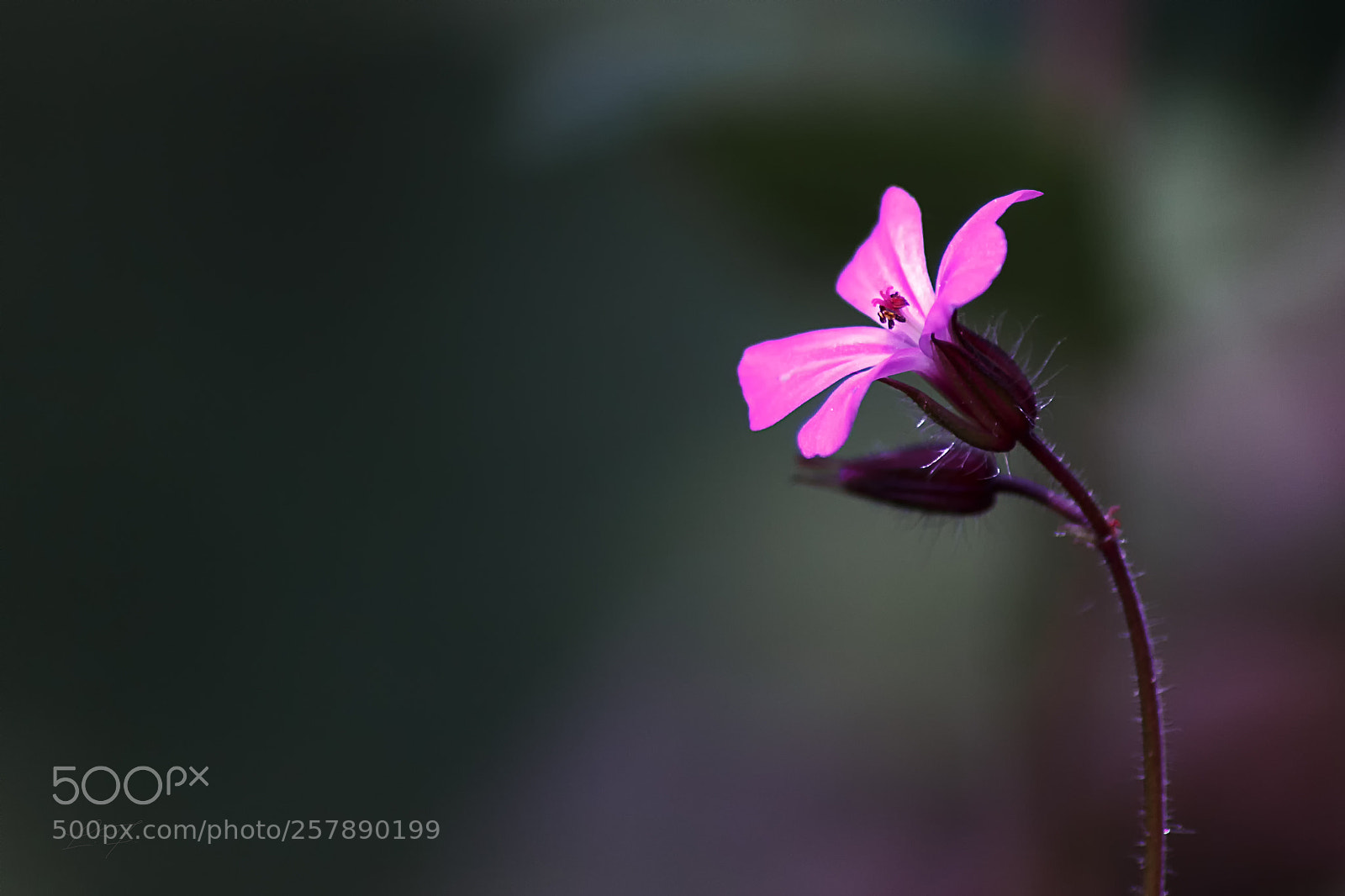 Canon EOS 6D sample photo. Magenta photography