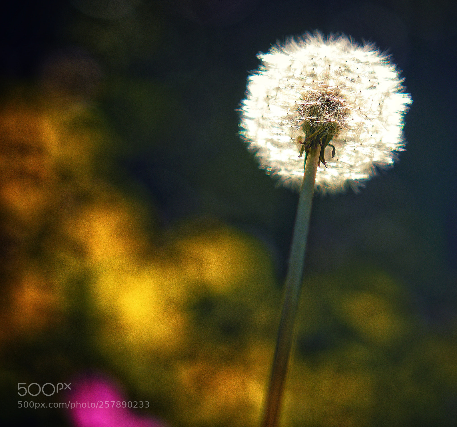 Panasonic Lumix DMC-GX7 sample photo. Dandelion, dreaming photography