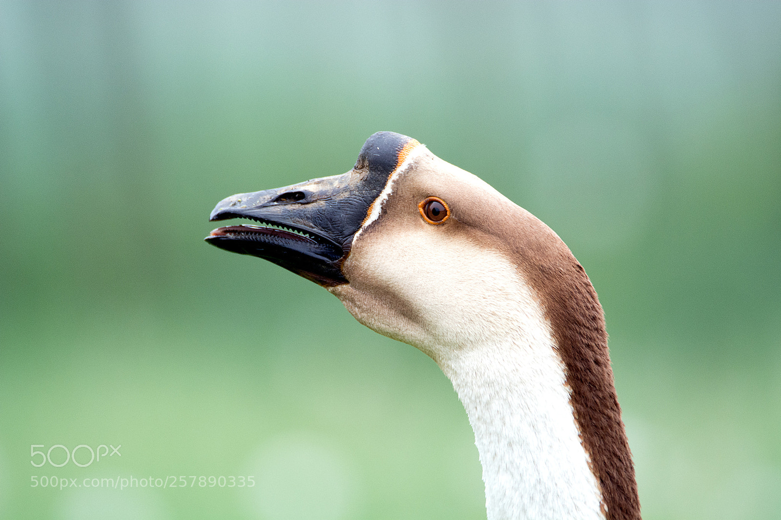 Nikon D7100 sample photo. Portrait of a swan photography