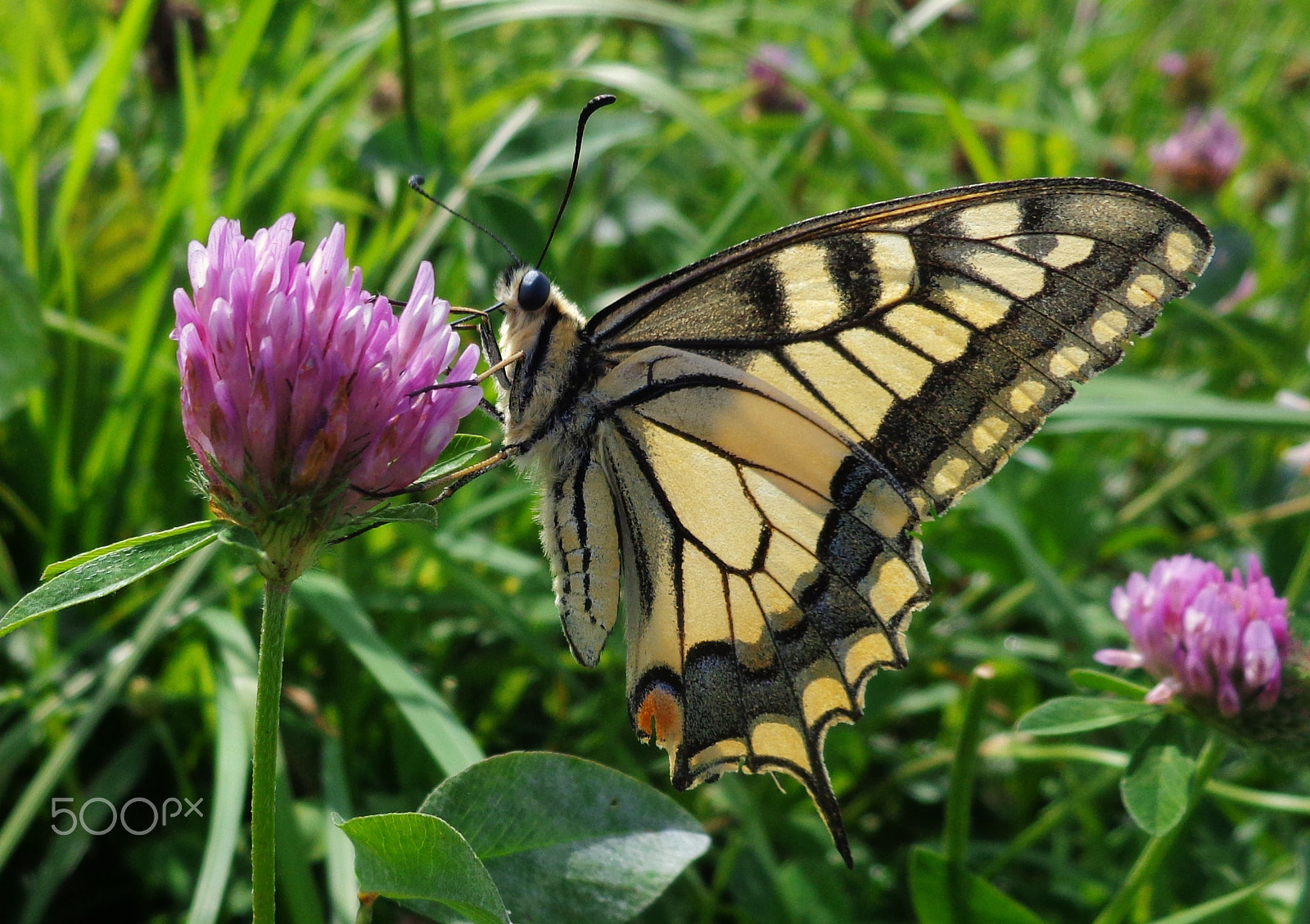 Sony Cyber-shot DSC-W690 sample photo. Swallowtail, swallowtail, swallowtail photography