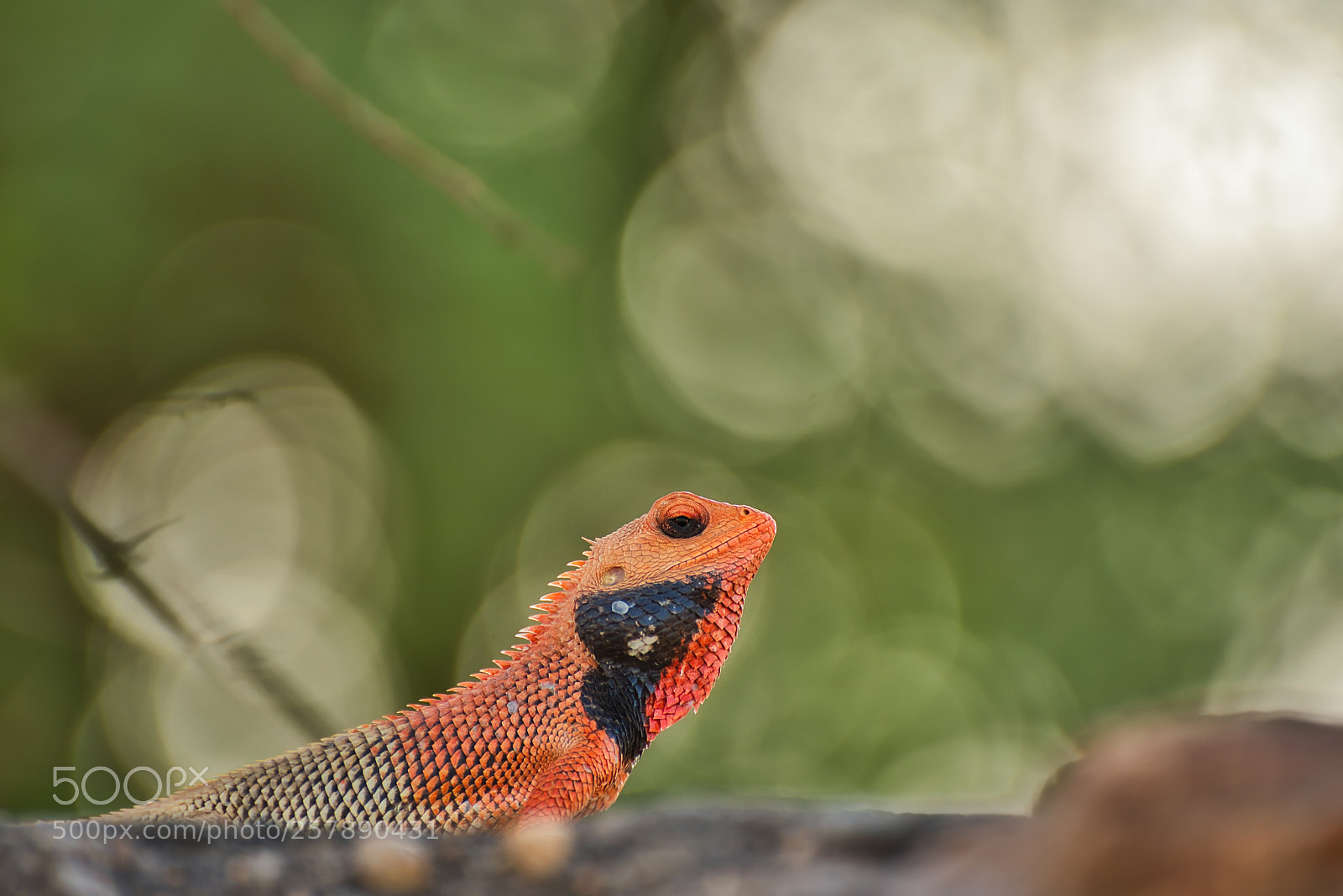 Nikon D750 sample photo. View of chameleon photography