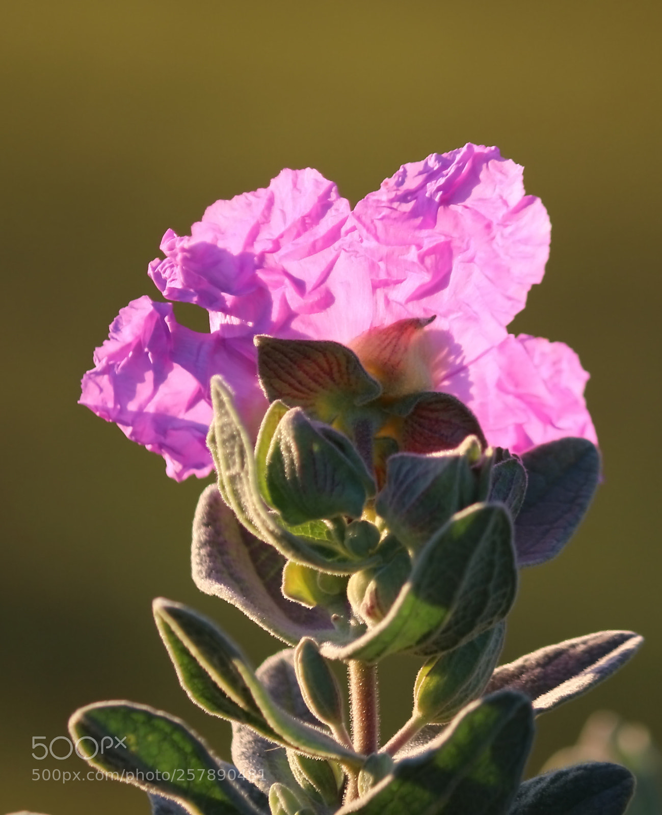 Canon EF-S 55-250mm F4-5.6 IS II sample photo. Cyste du languedoc photography