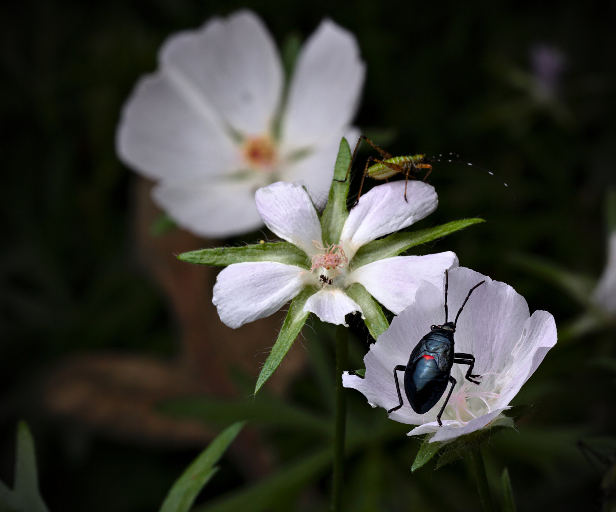 ZEISS Milvus 100mm F2 Macro sample photo. Largus nymph photography