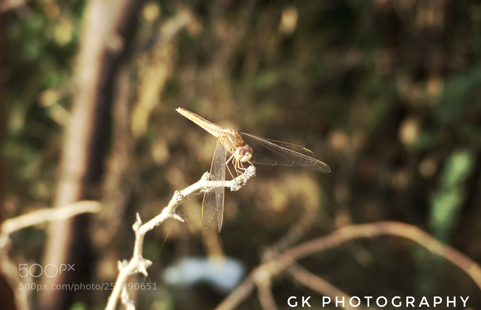 Panasonic Lumix DMC-FZ200 sample photo. Dragonfly photography