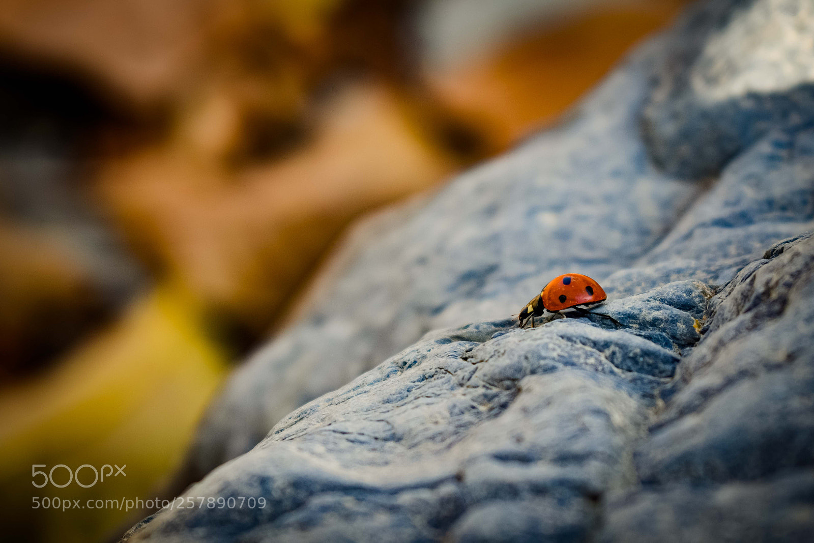 Nikon D3300 sample photo. Ladybug over the rocks... photography
