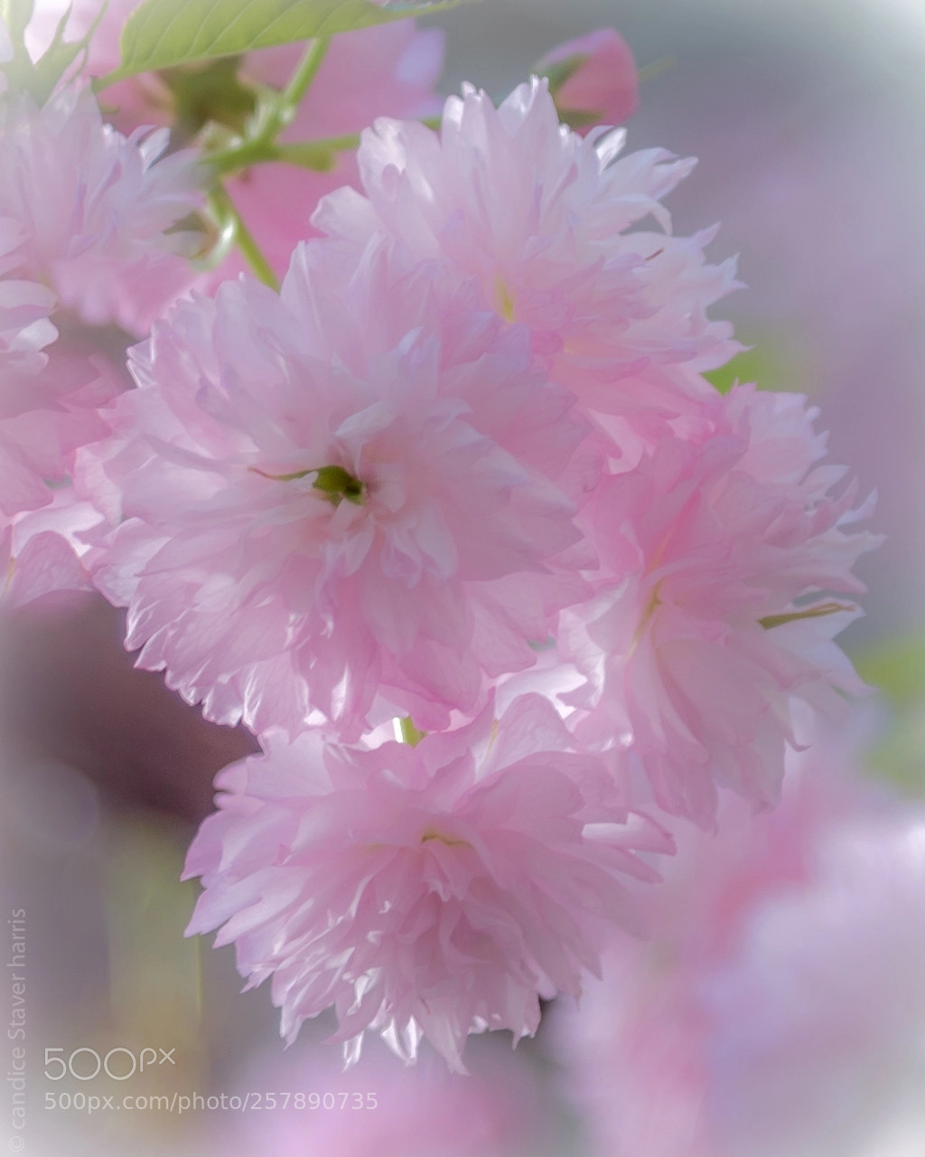 Nikon D750 sample photo. Delicate pink photography