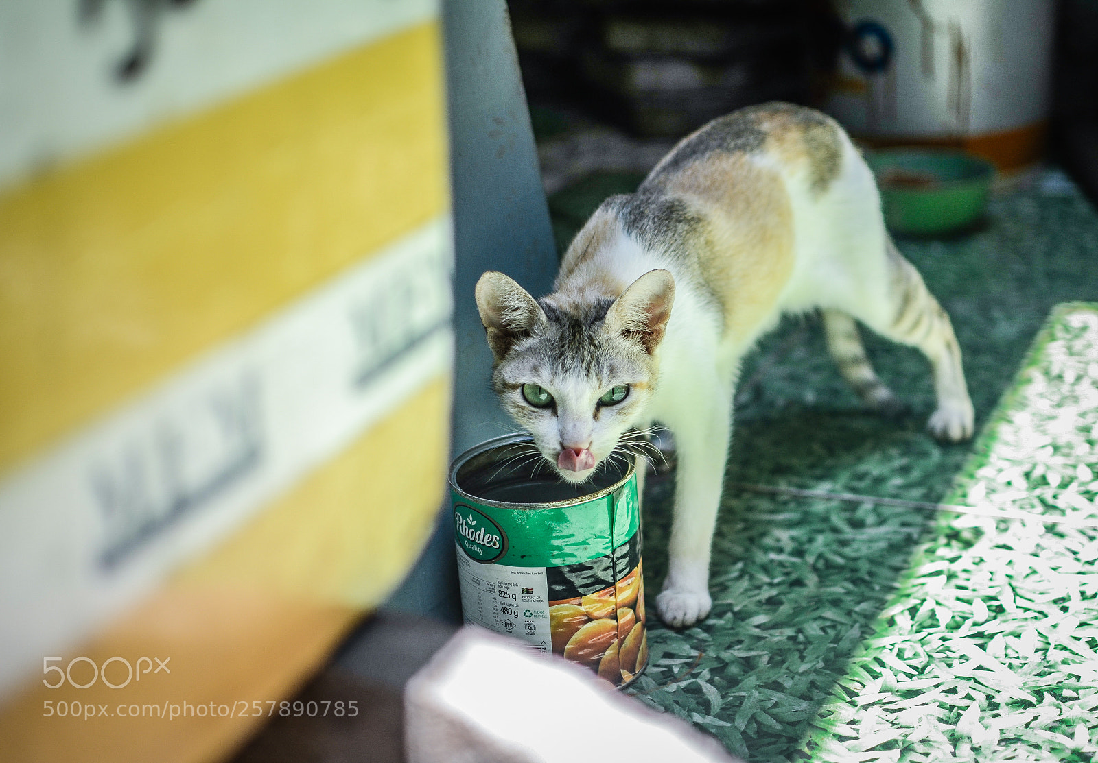 Nikon D7000 sample photo. Mew mew photography