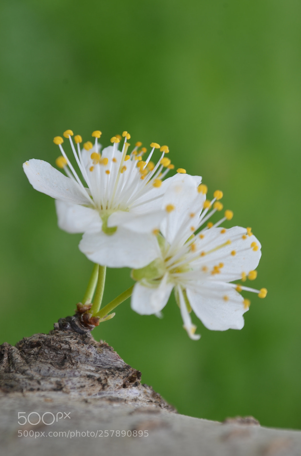 Nikon D5100 sample photo. Feelings photography