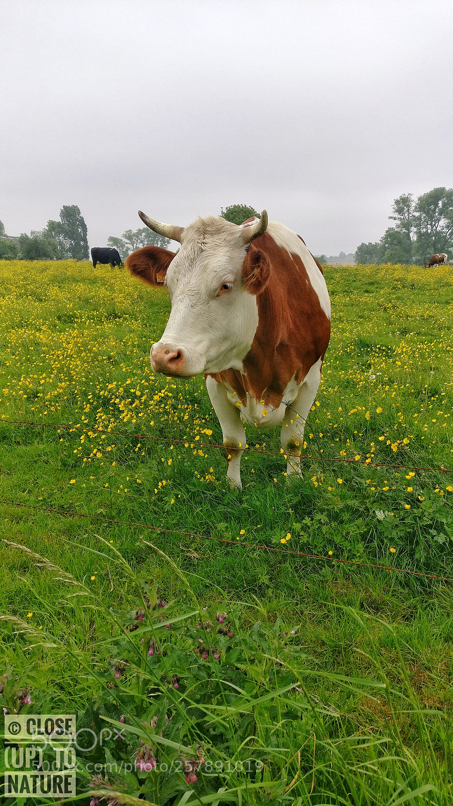 OnePlus A3003 sample photo. La vache photography
