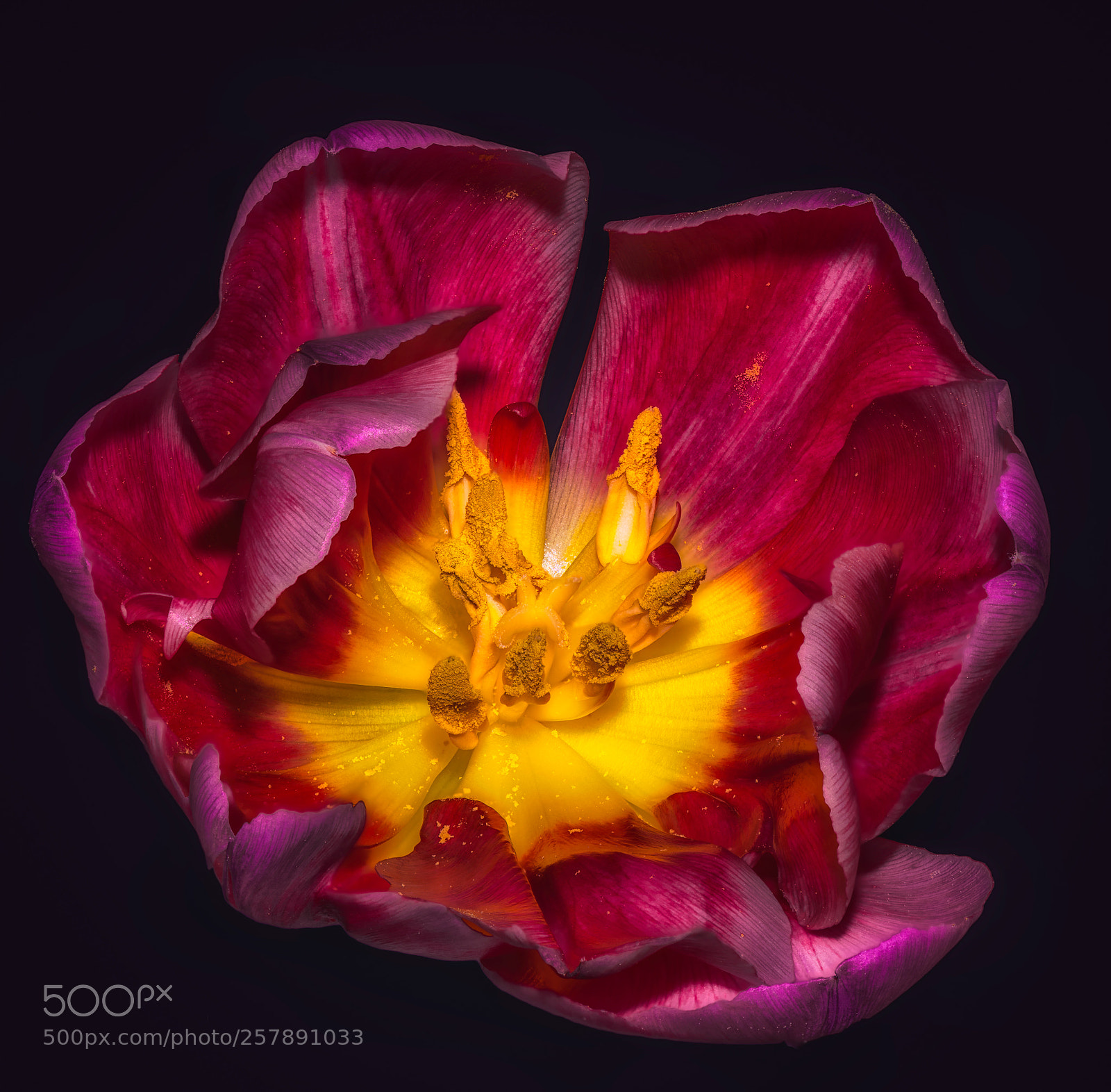 Nikon D810 sample photo. Yellow and red photography