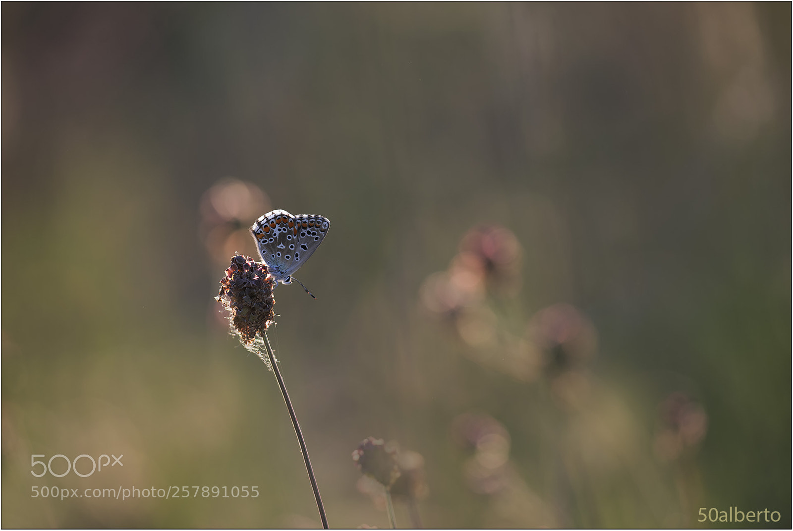 Nikon D610 sample photo. Licenide photography
