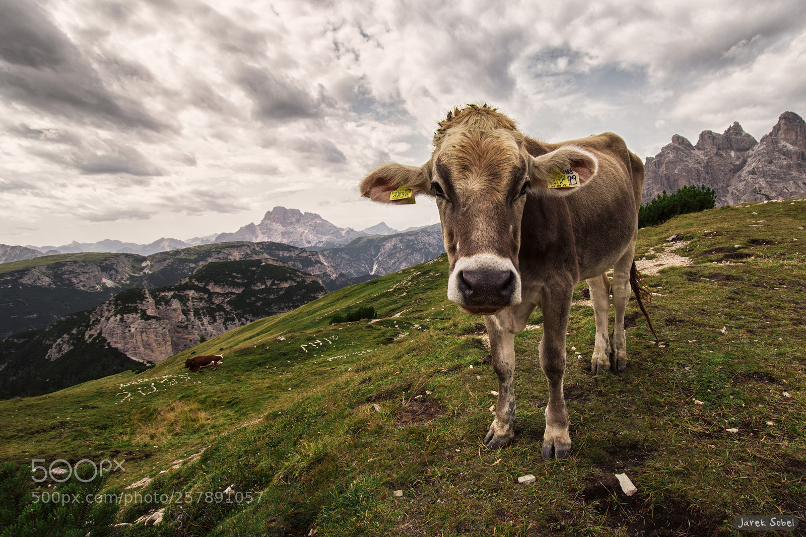 Nikon D750 sample photo. Cow on dolomites grass photography