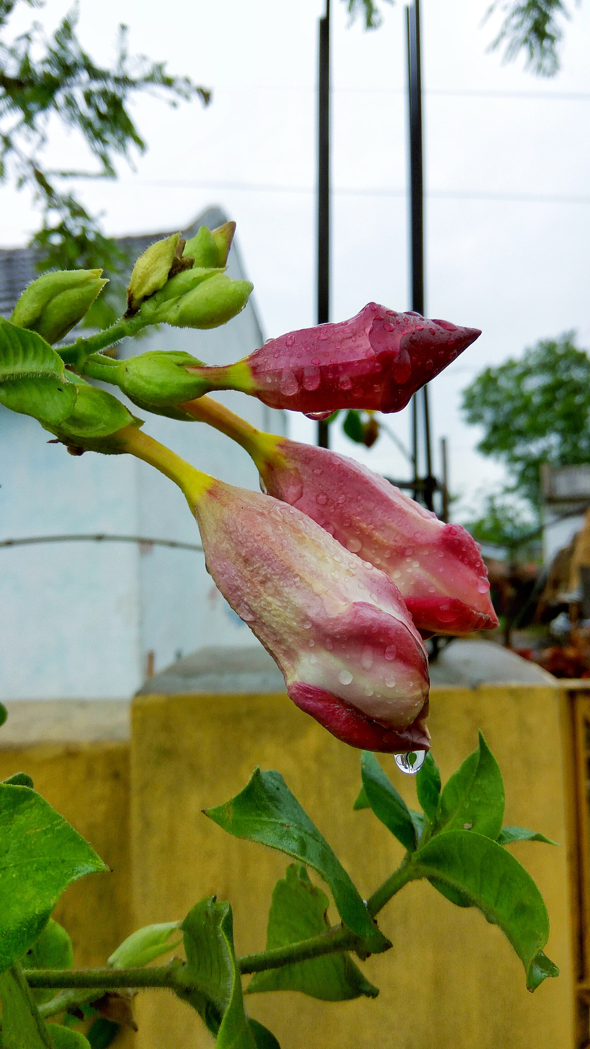 Xiaomi Redmi Note3 sample photo