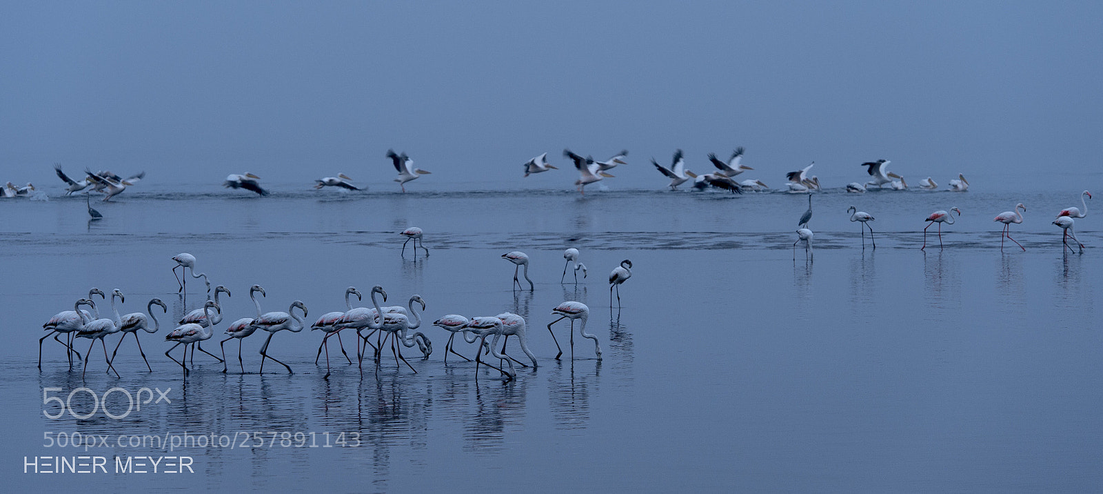 Nikon D4S sample photo. Grey flamingos photography