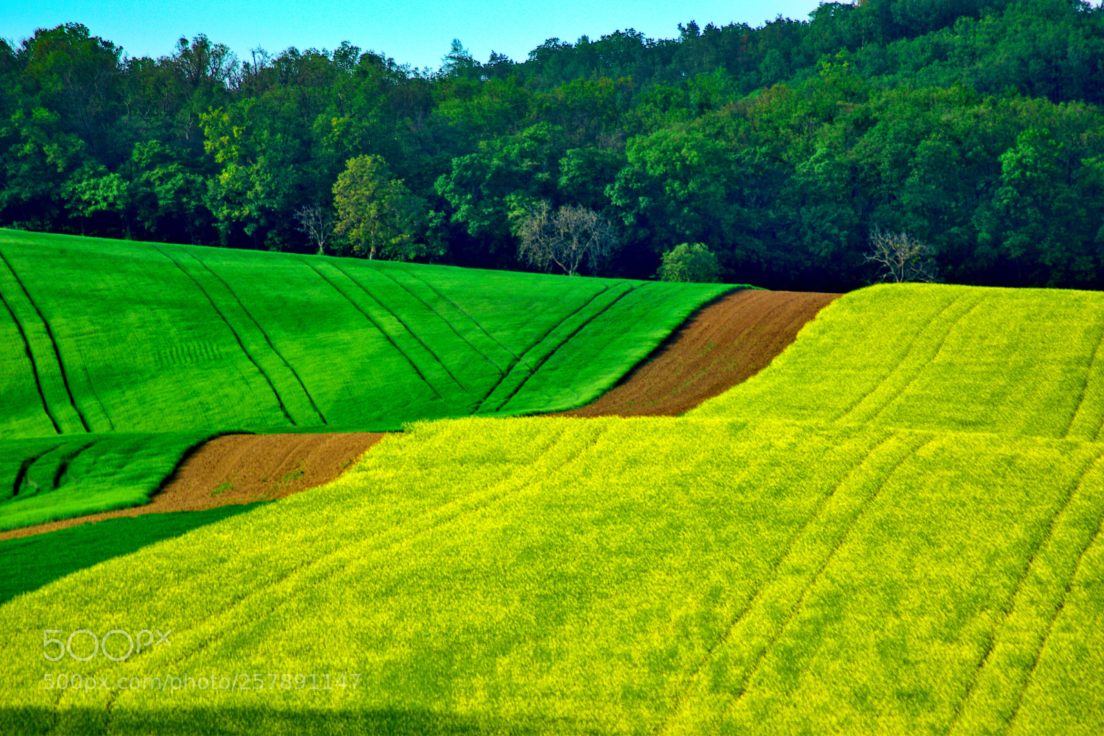 Nikon D5300 sample photo. Spring on the moravian photography