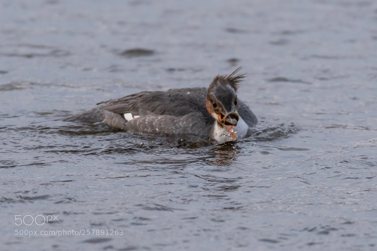 Nikon D500 sample photo. Common merganser catching small photography