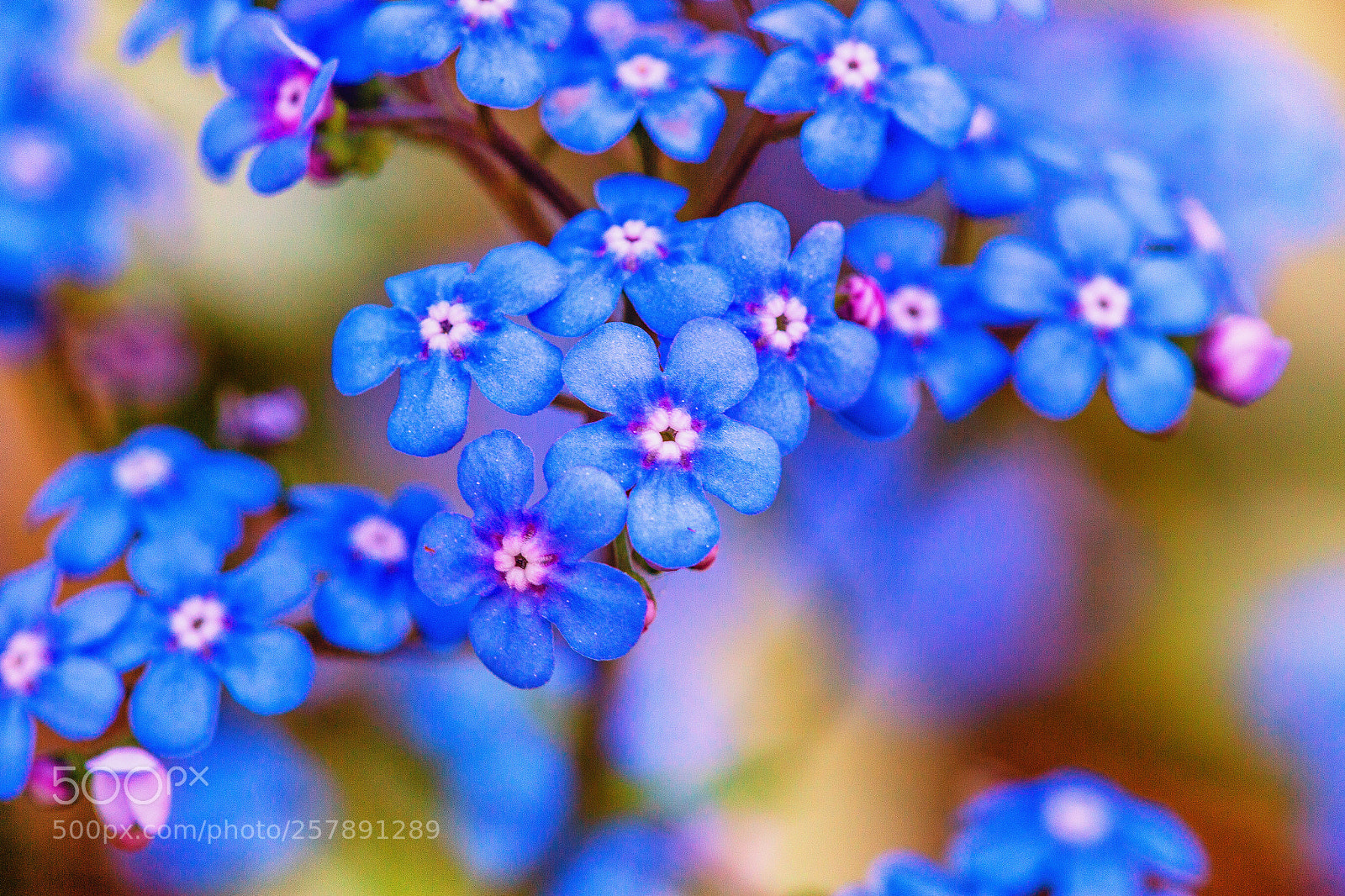 Canon EOS 6D sample photo. The blues photography
