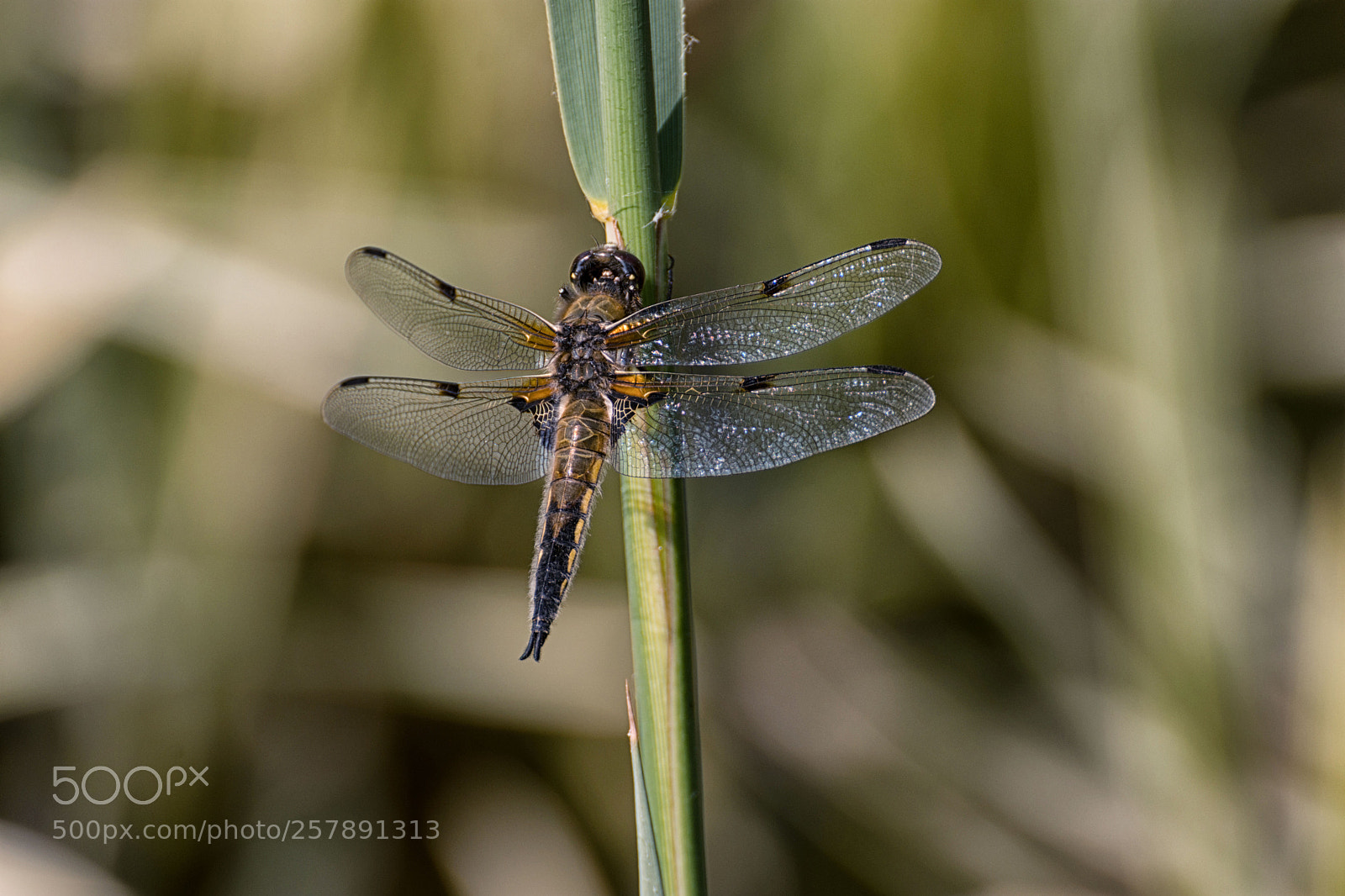 Nikon D7200 sample photo. Vierfleck großlibelle photography