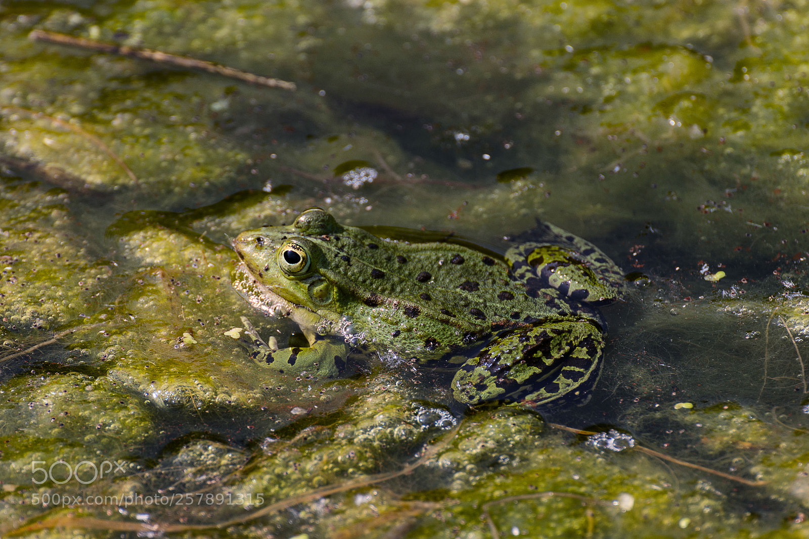 Nikon D7200 sample photo. Wasserfrosch photography