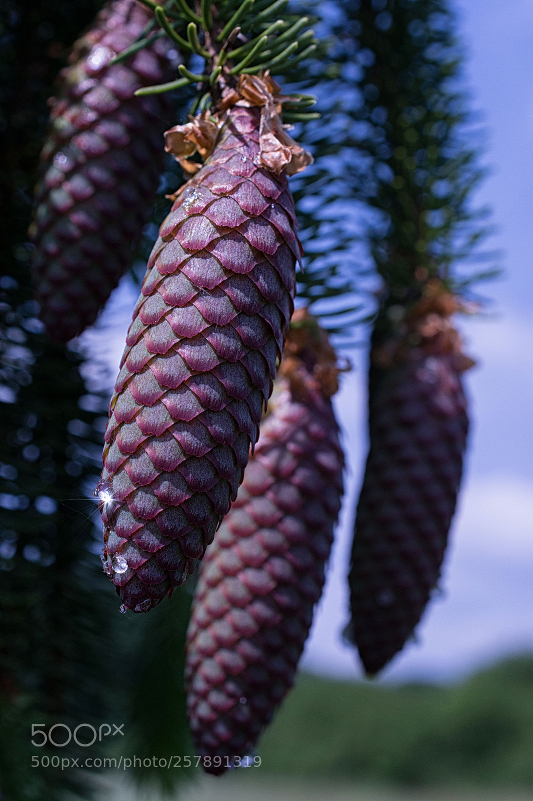 Nikon D7200 sample photo. Fichtenzapfen mehrere photography