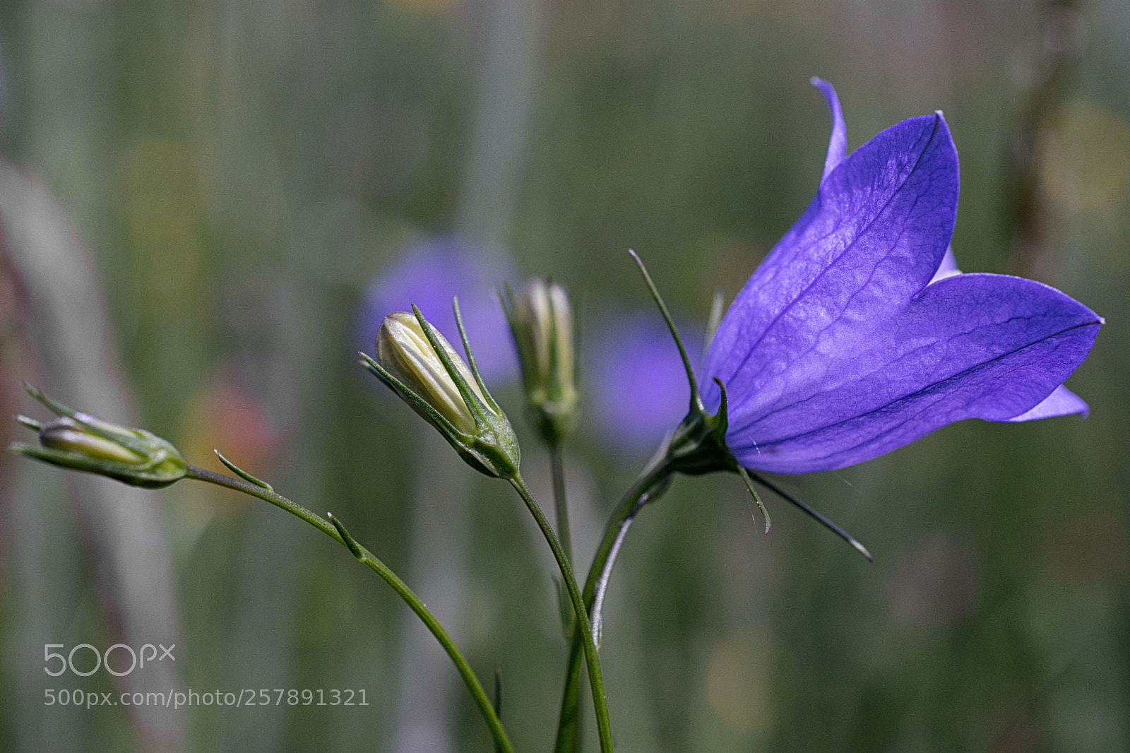 Nikon D7200 sample photo. Glockenblume photography