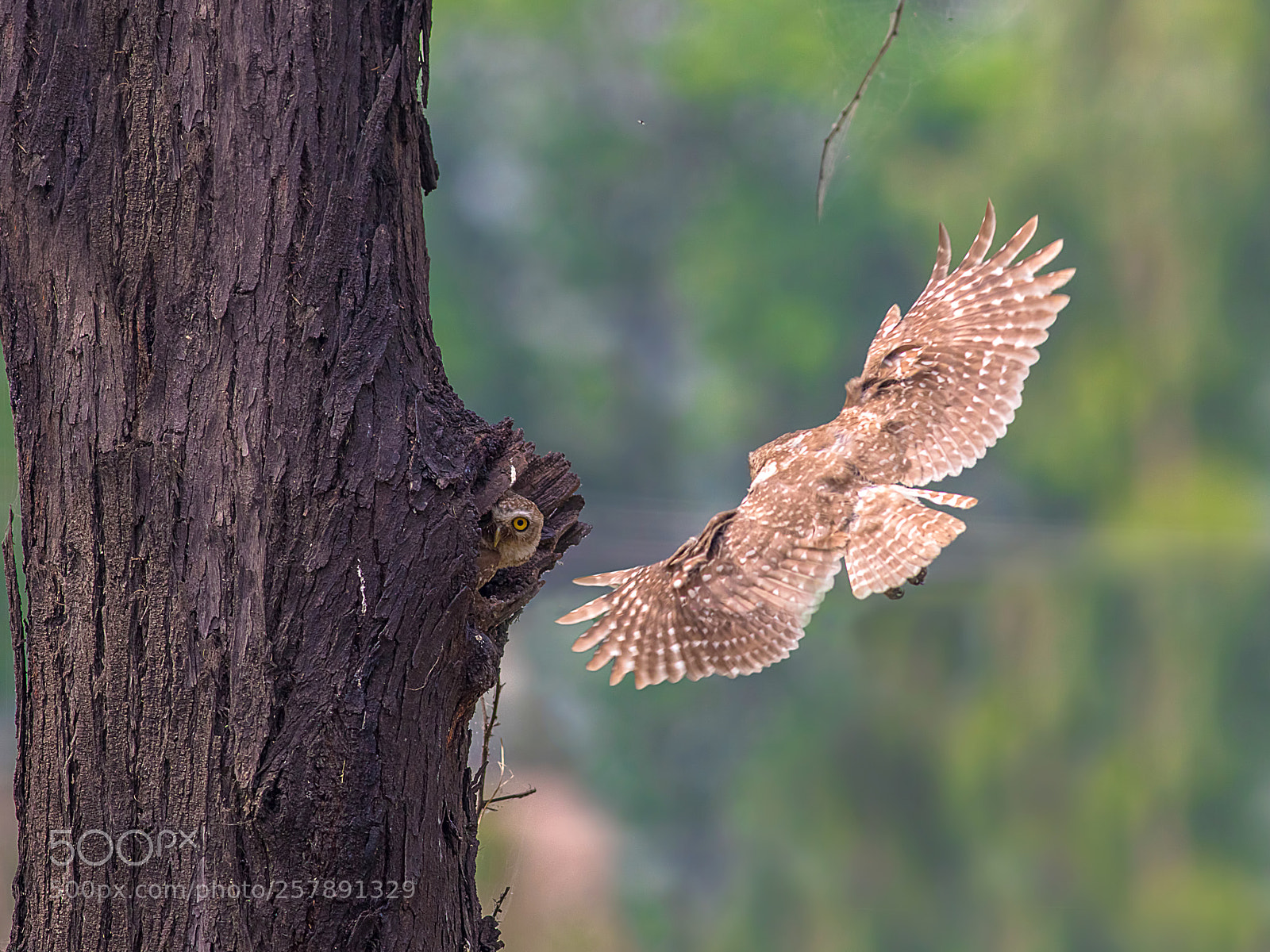 Canon EOS 7D Mark II sample photo. Spotted owlets photography