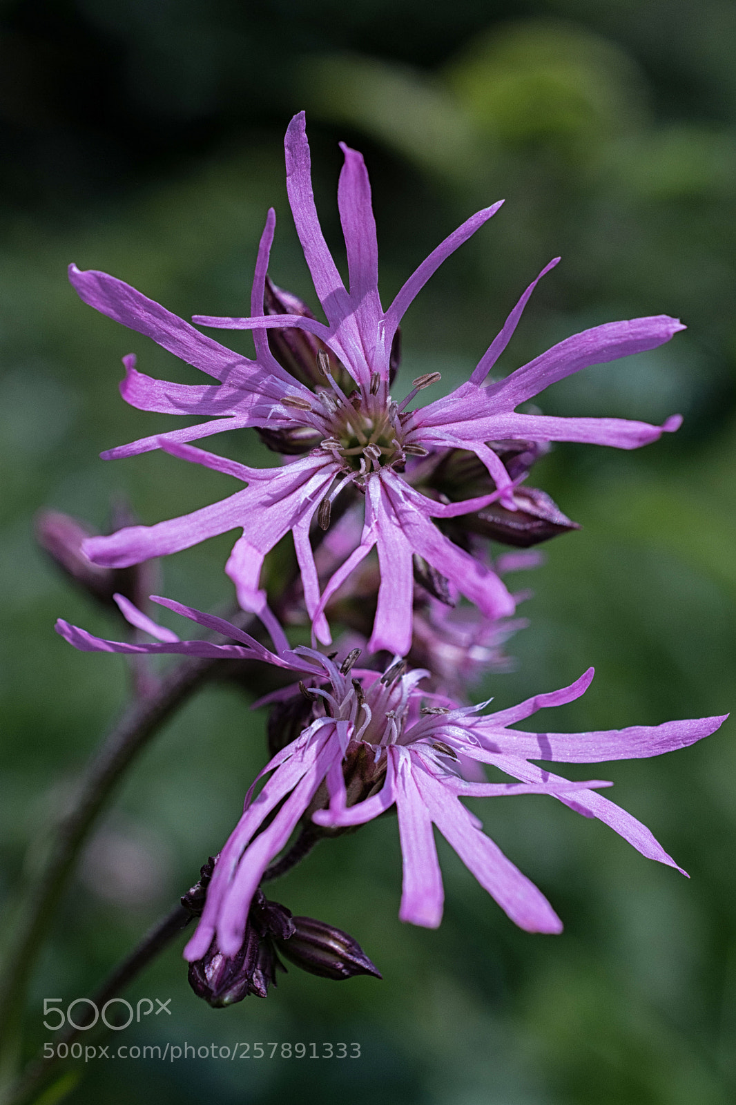 Nikon D7200 sample photo. Kuckucks lichtnelke photography