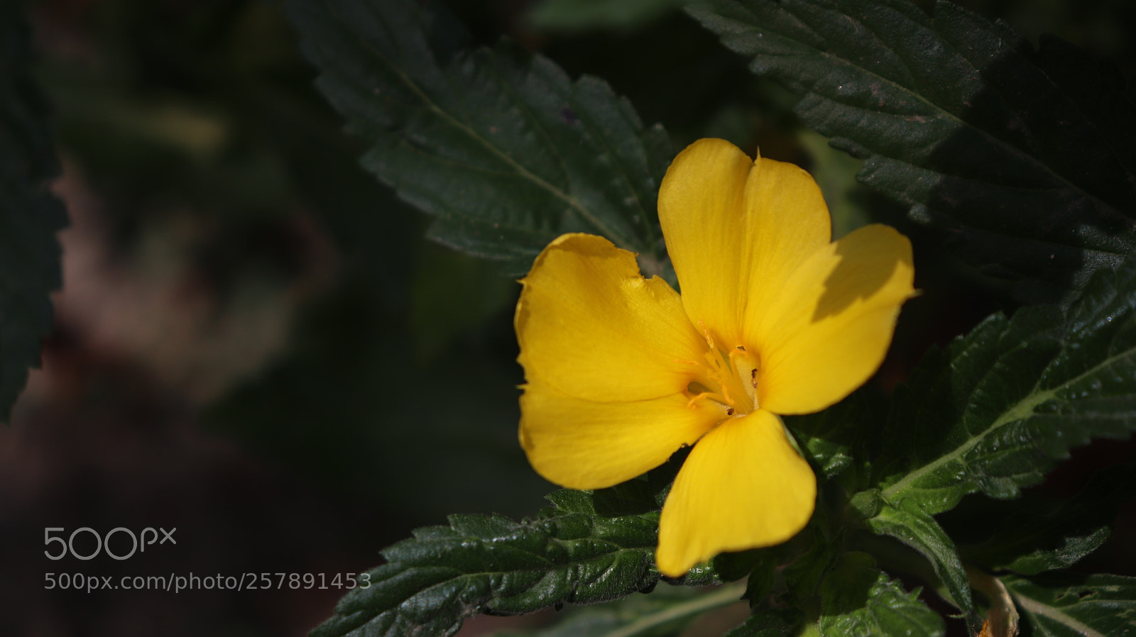 Canon EOS 800D (EOS Rebel T7i / EOS Kiss X9i) sample photo. Yellow flower close up photography