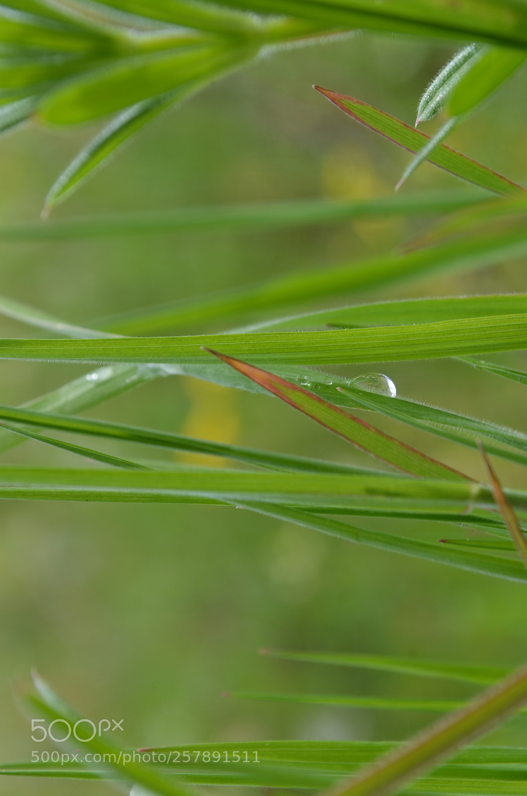 Nikon D5100 sample photo. Green peace photography