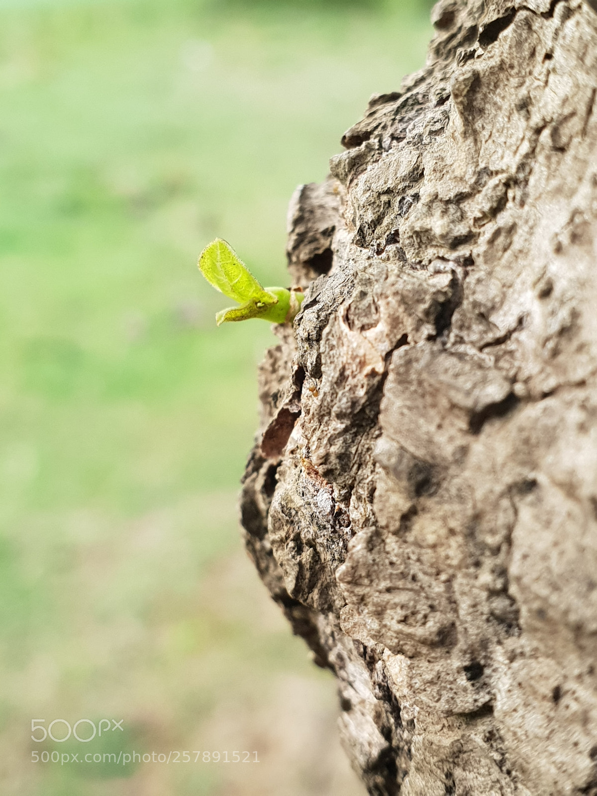 Samsung Galaxy S9+ sample photo. 20180411_172956-1.jpg photography