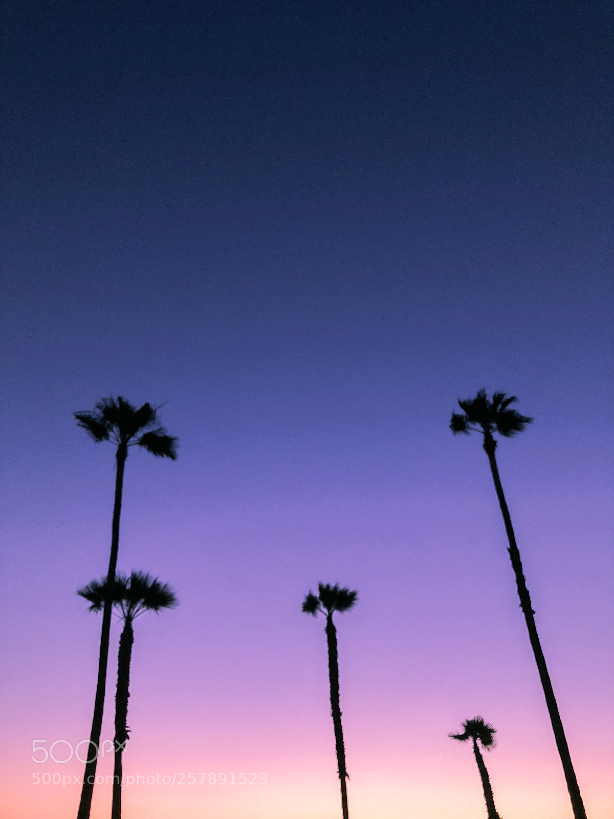 Apple iPhone 8 Plus sample photo. Palm trees during sunset.  photography
