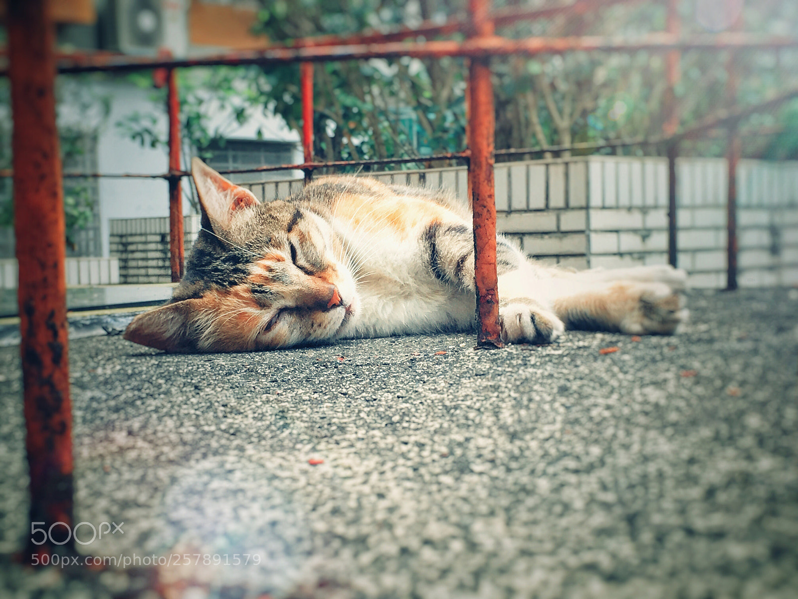 Apple iPhone 6s sample photo. Untitled photography
