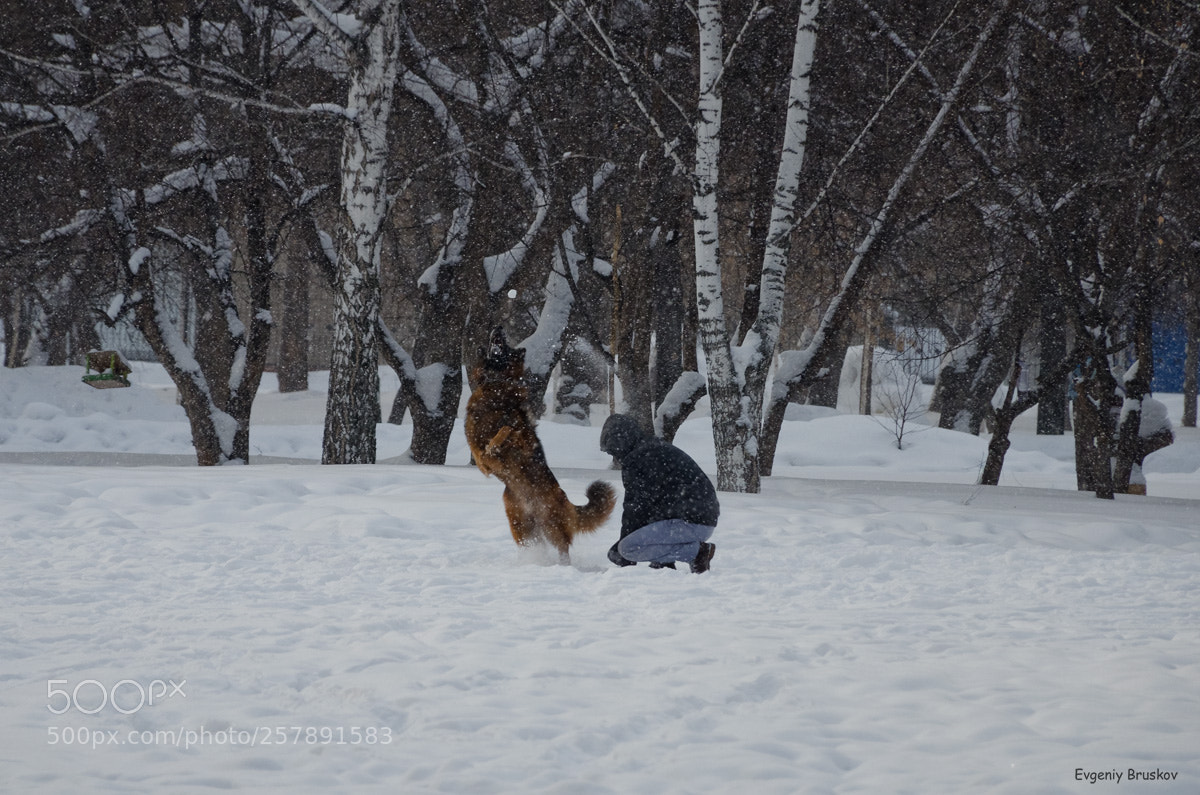 Nikon D7000 sample photo. Пёсик играет со снегом photography