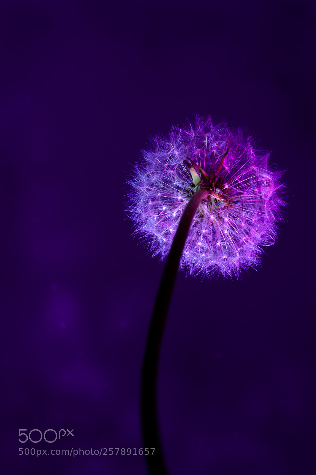 Nikon D5000 sample photo. Neon dandelion photography