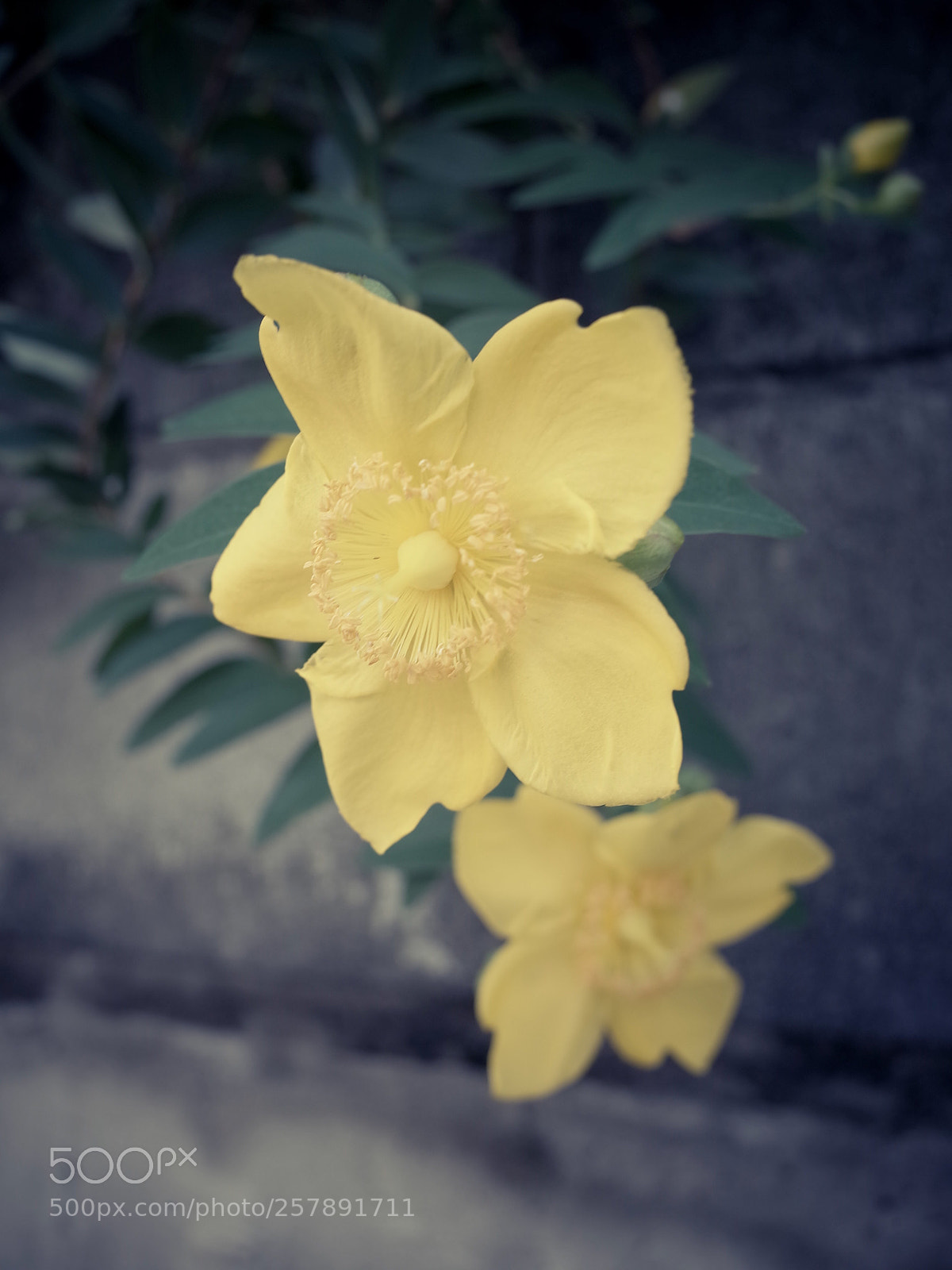 Ricoh GR II sample photo. Untitled photography