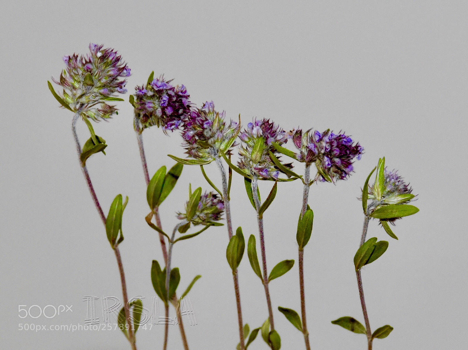 Nikon D7500 sample photo. Untitled photography