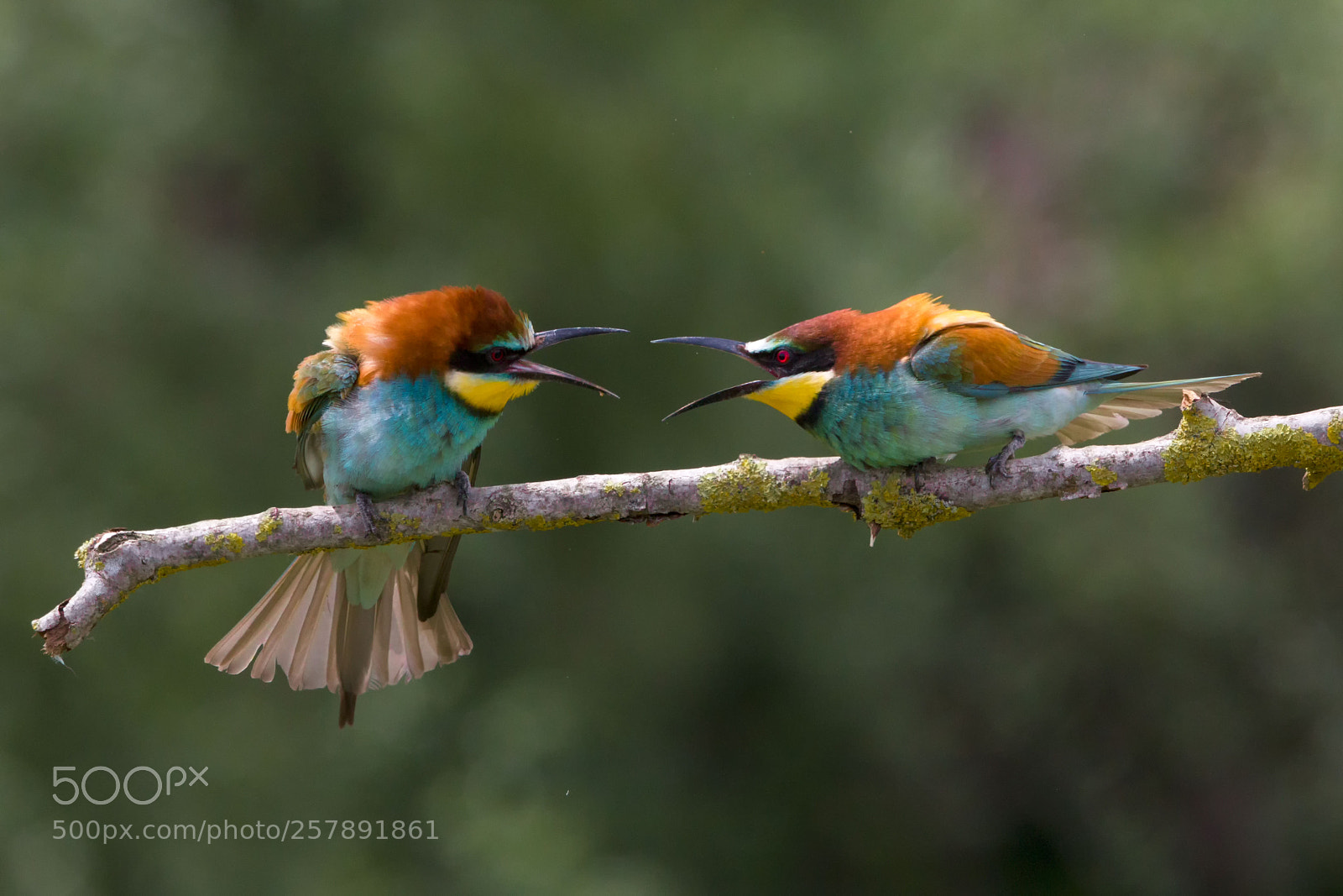 Canon EOS 5D Mark IV sample photo. Merops apiaster photography