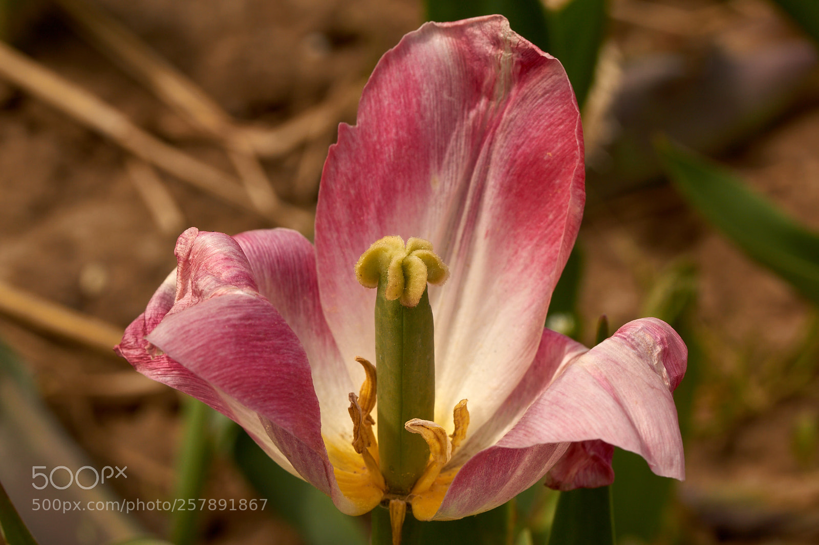 Sony SLT-A65 (SLT-A65V) sample photo. Look in a tulip photography