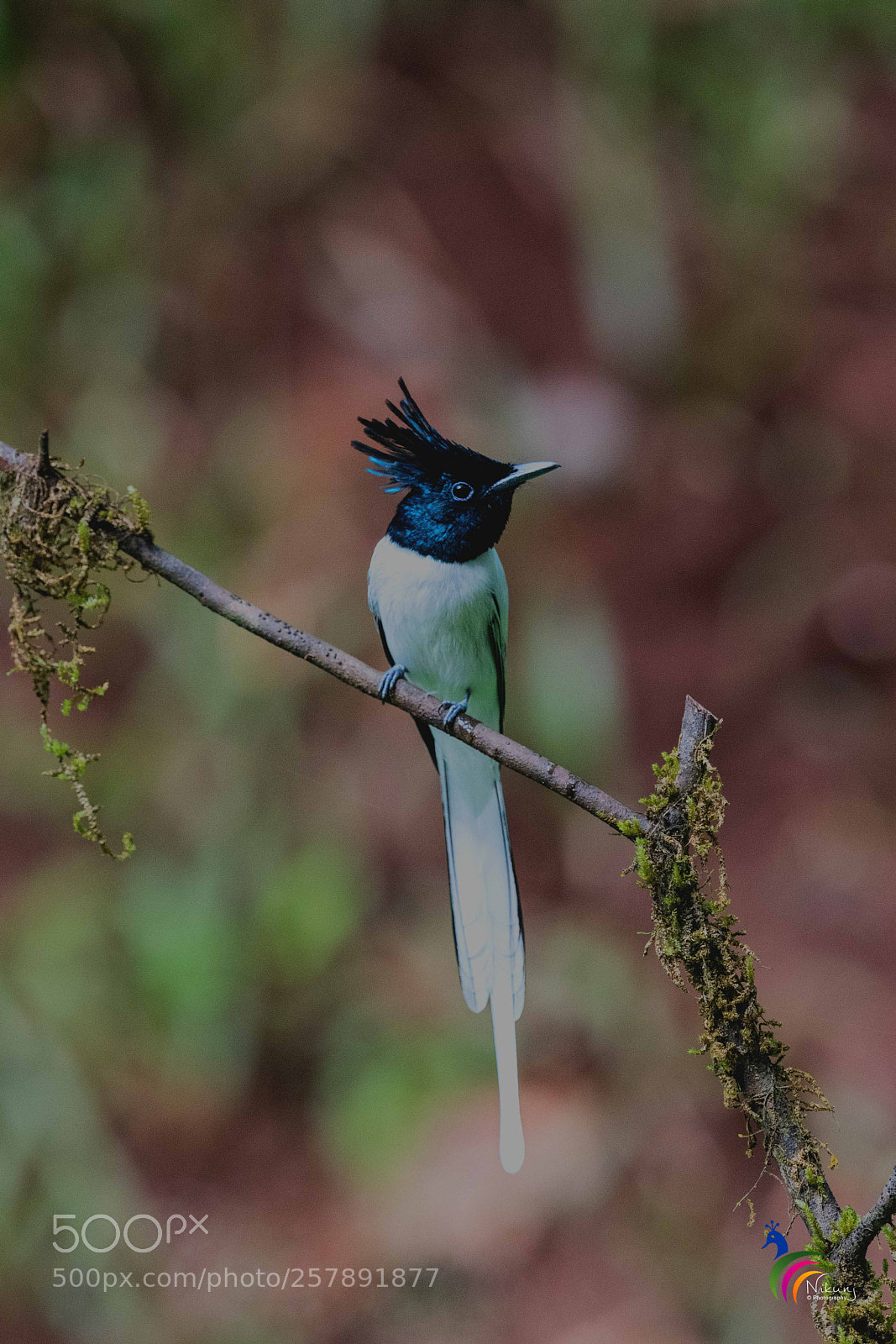 Nikon D500 sample photo. Asian paradise fly catcher photography