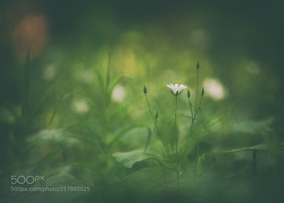 Nikon D610 sample photo. Dreamy photography