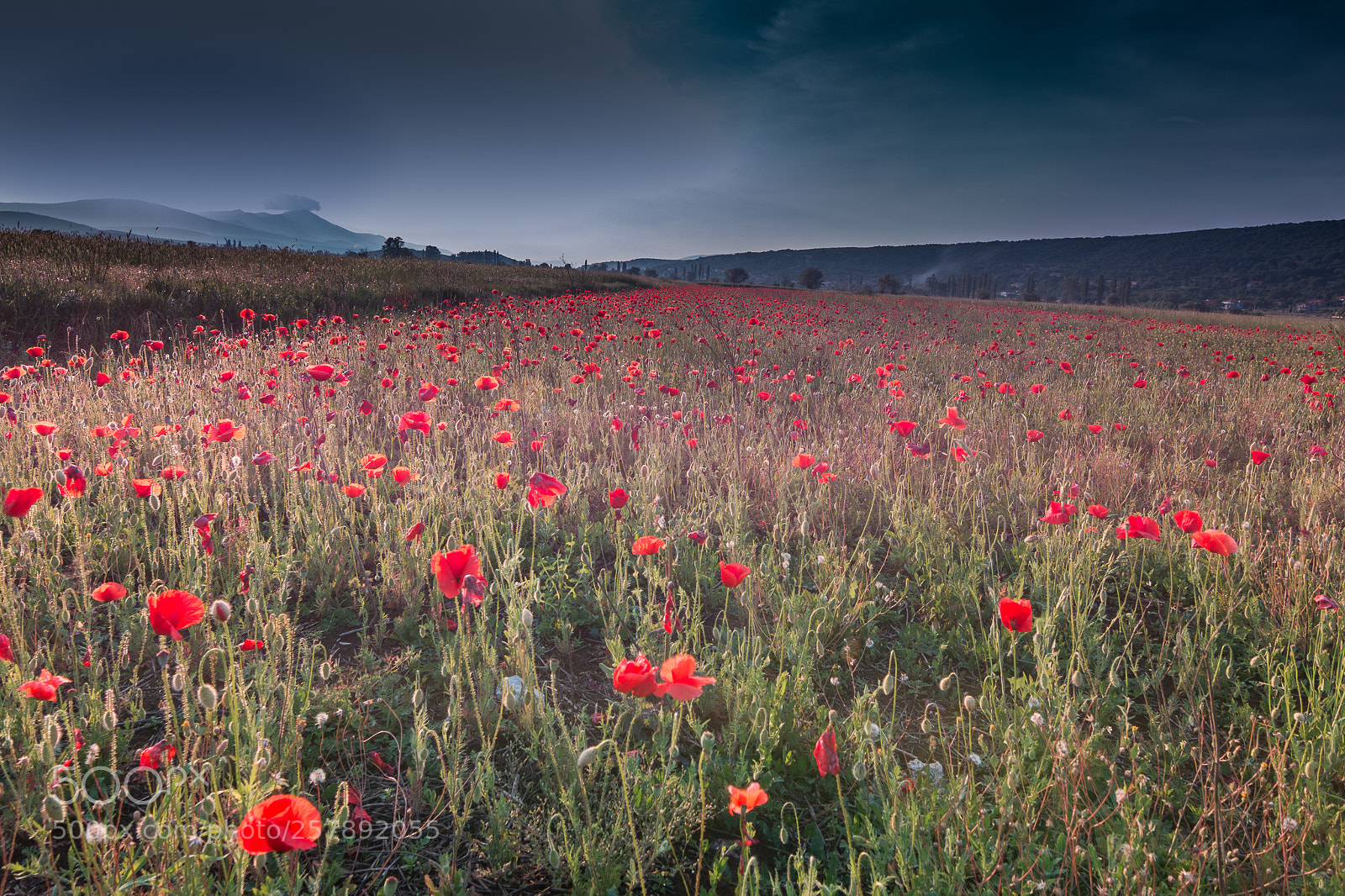 Nikon D7100 sample photo. Poppy field photography