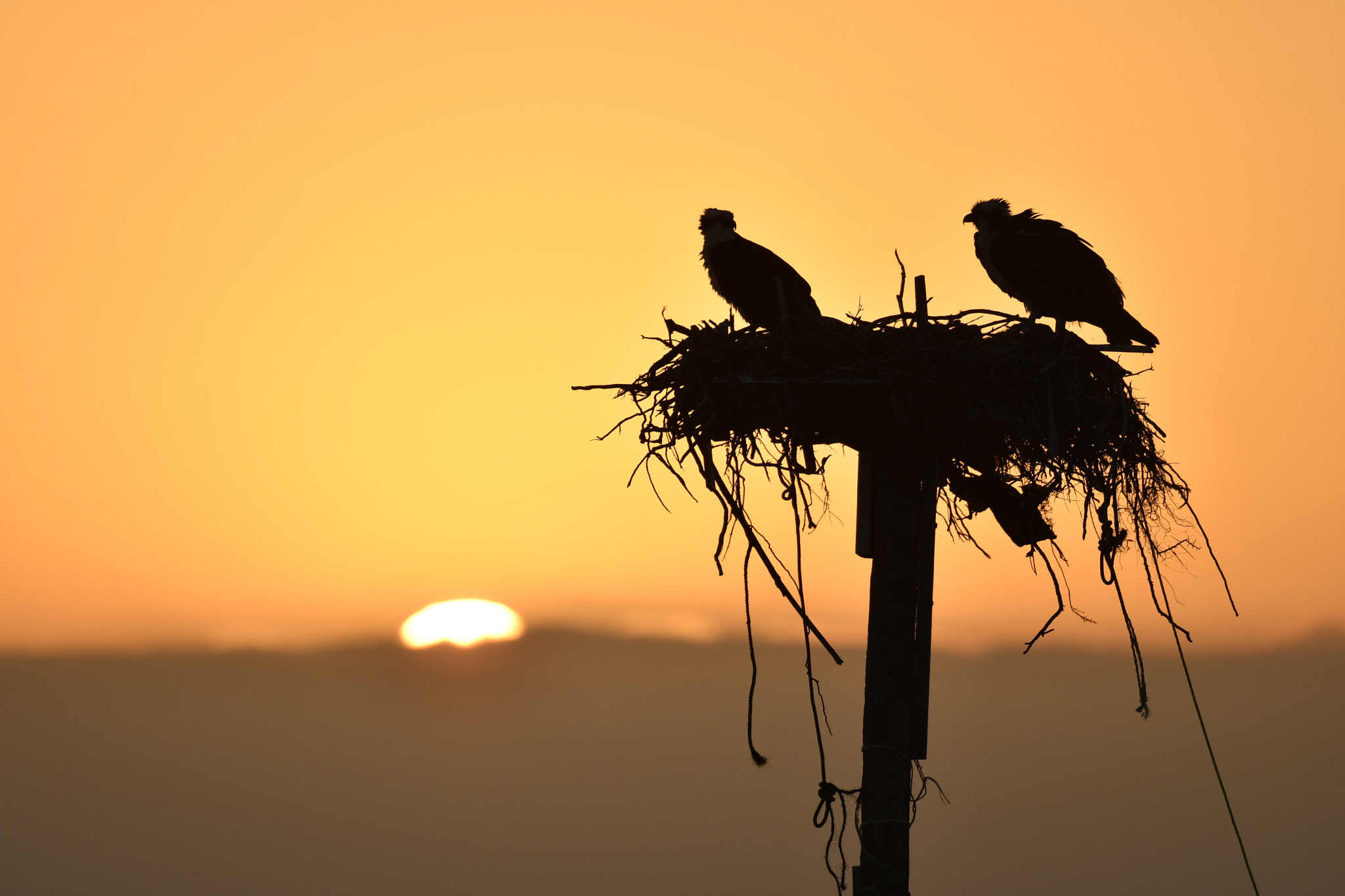 Nikon Nikkor AF-S 300mm F4E PF ED VR sample photo. Sunset at scammon's lagoon photography