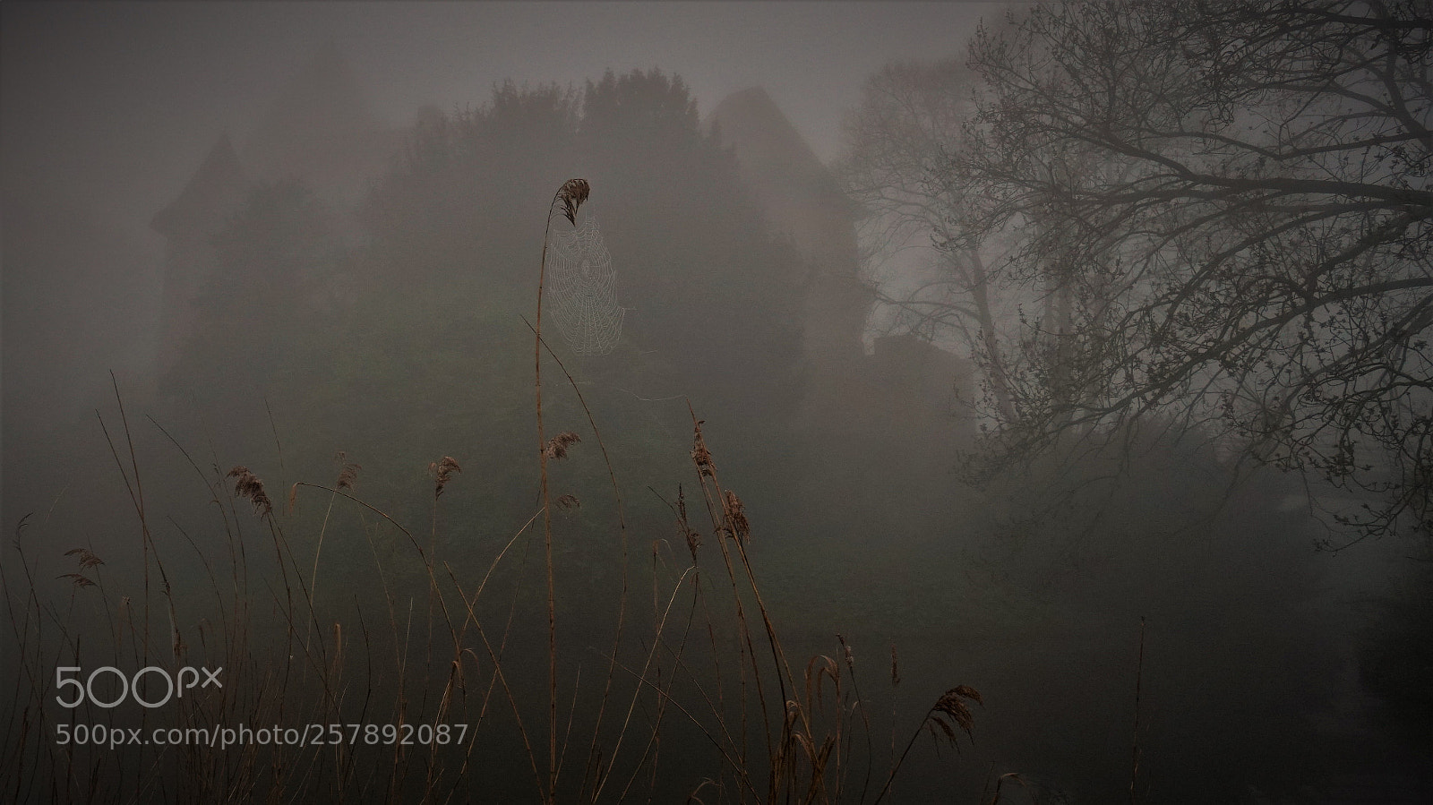 Sony a6500 sample photo. Spiderweb in the fog.  photography
