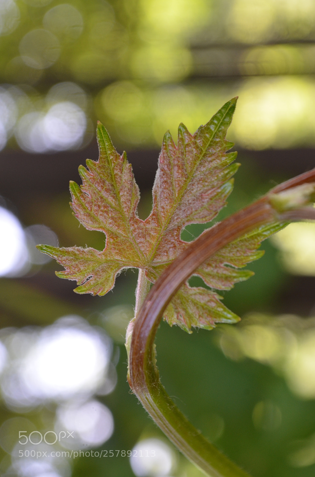 Nikon D5100 sample photo. The light is my photography