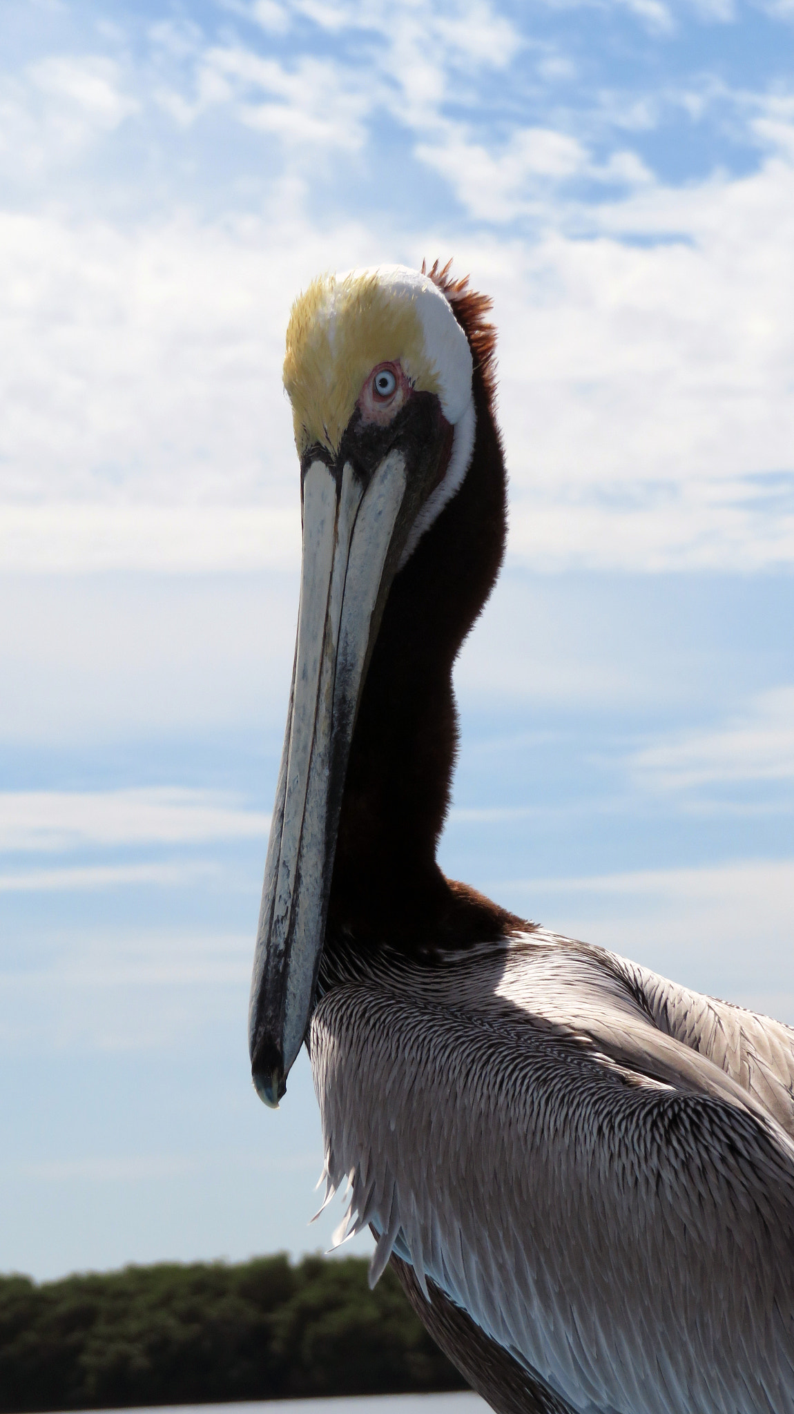 Canon PowerShot SX730 HS sample photo. Pelican photography