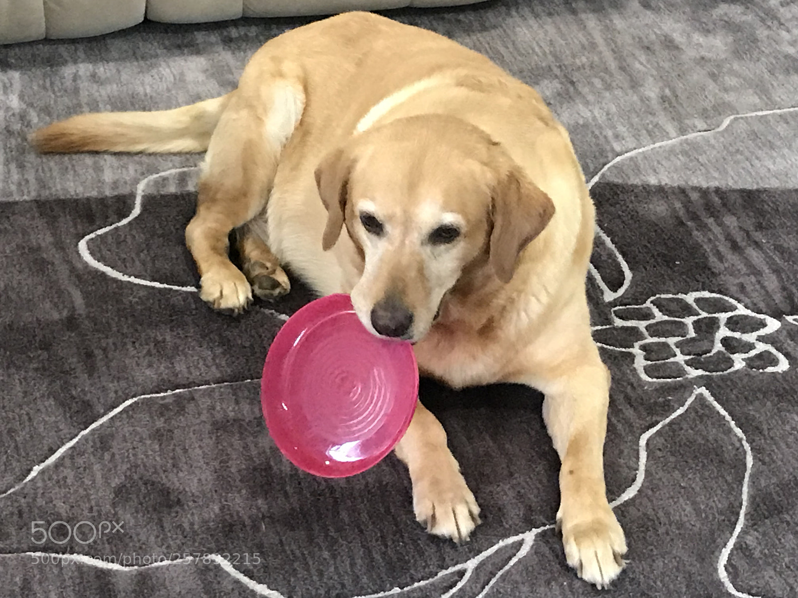 Apple iPhone 7 Plus sample photo. Dinnertime according to pets photography