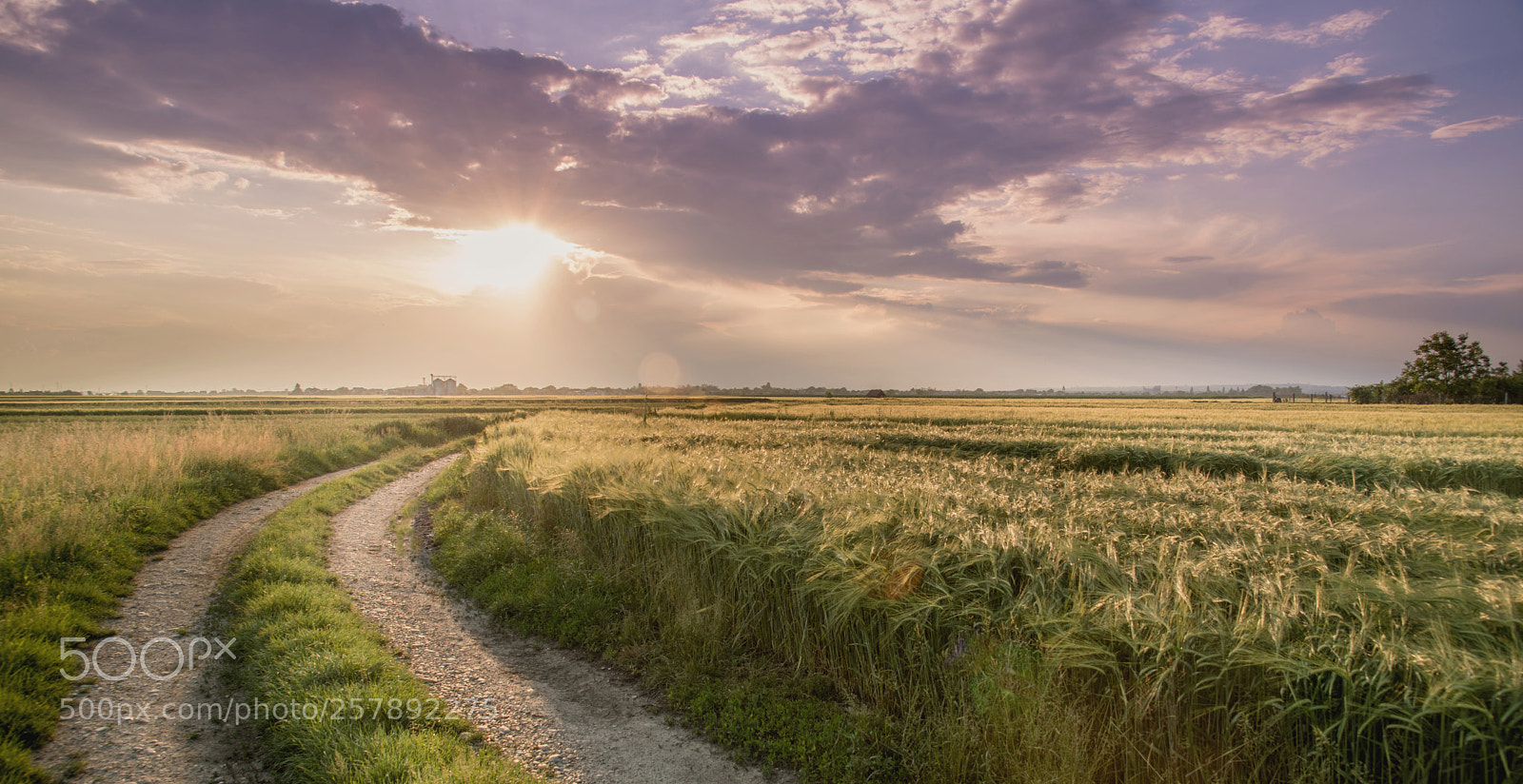 Nikon D750 sample photo. Sunset in the field photography